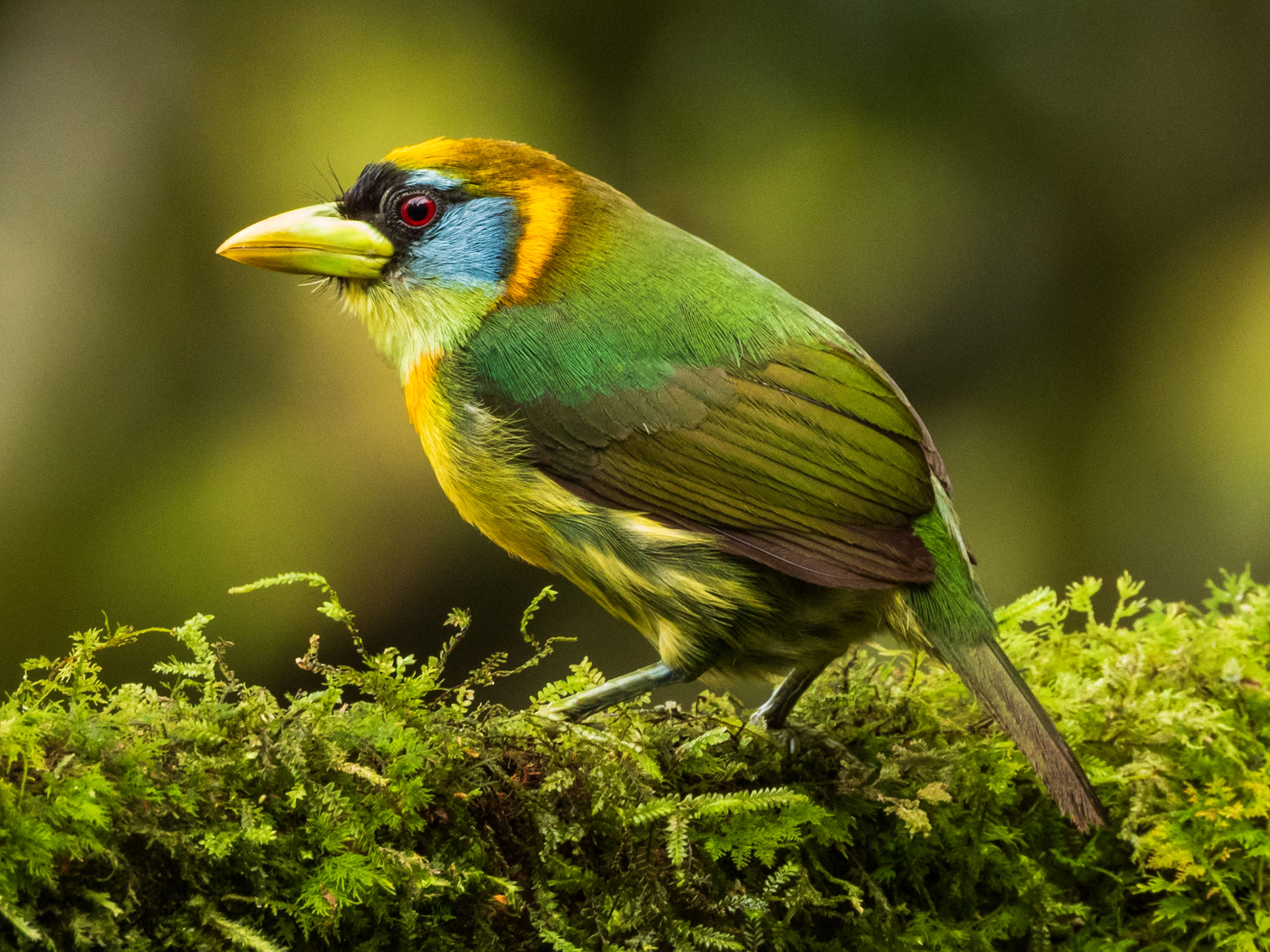 Red-headed Barbet, Finca Bosque de Niebla