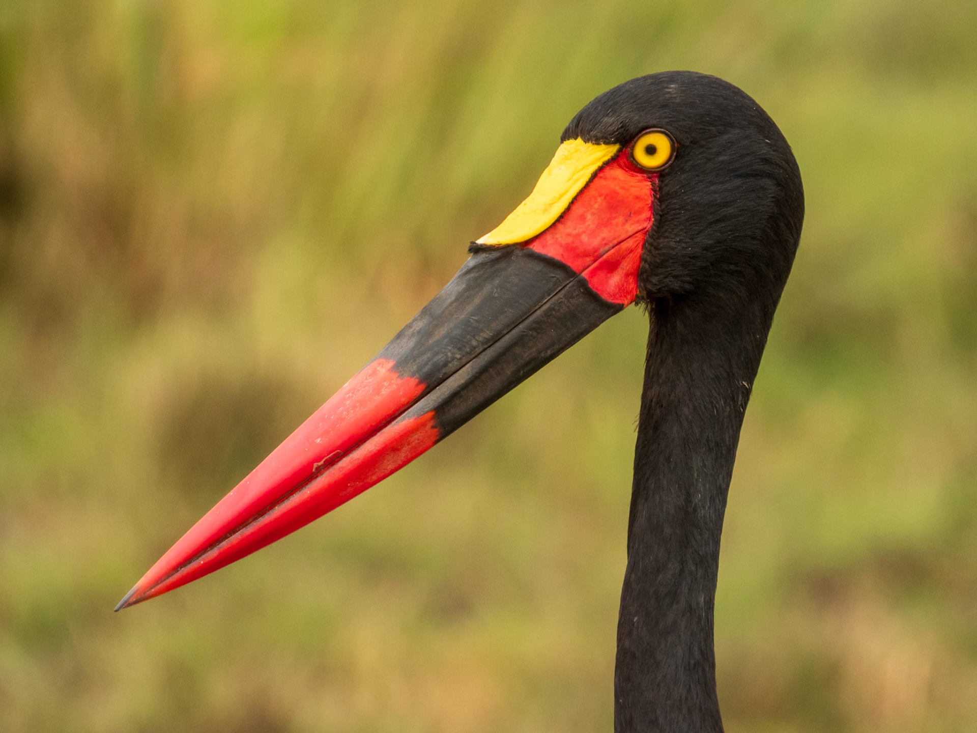 Saddle-billed Stork, Melting Bush Camp