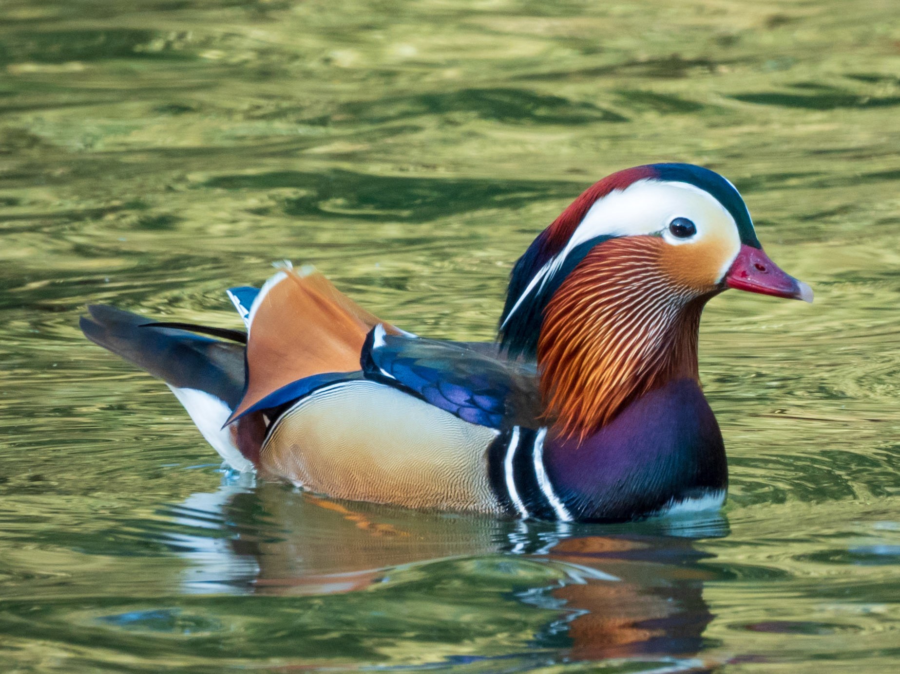 Mandarin Duck, Bois de Boulogne