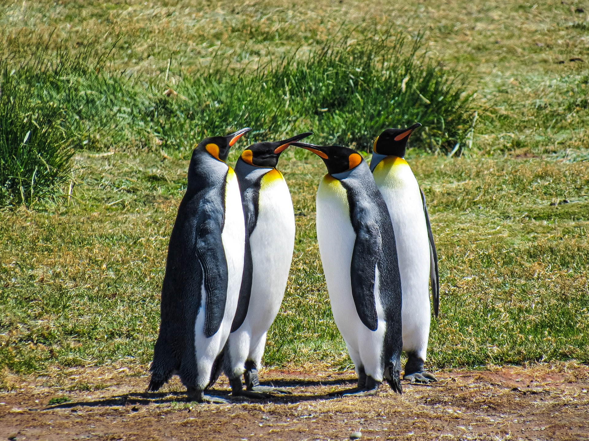 King Penguin, Bahía Inútil