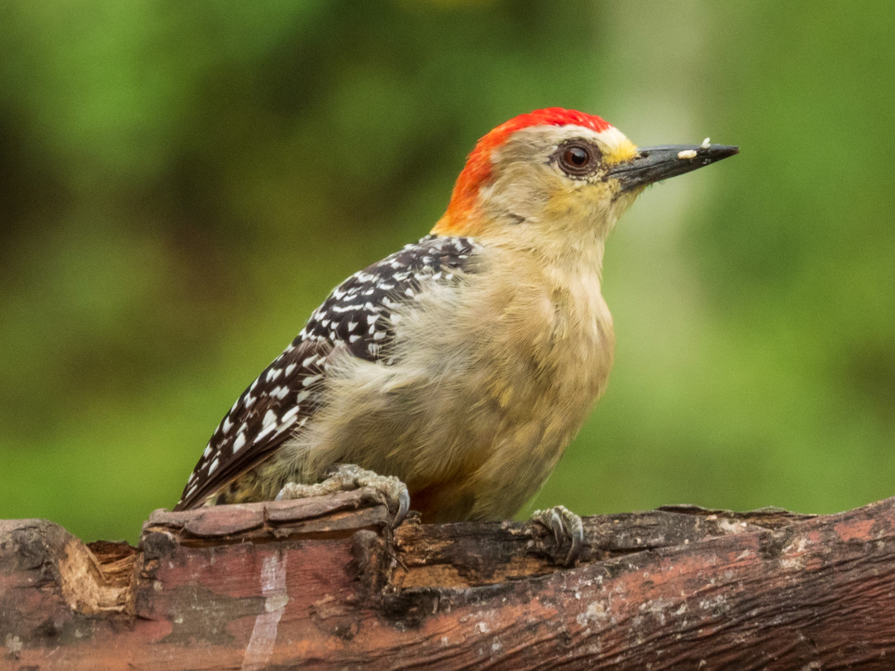 Red-crowned Woodpecker, Demostrativa Don Miguel Reserva Natural