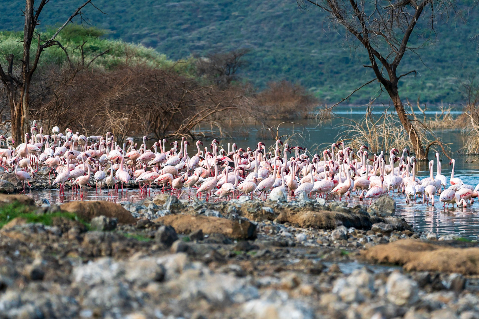 Greater Flamingo, Lesser Flamingo, Tumbili Cliff Lodge