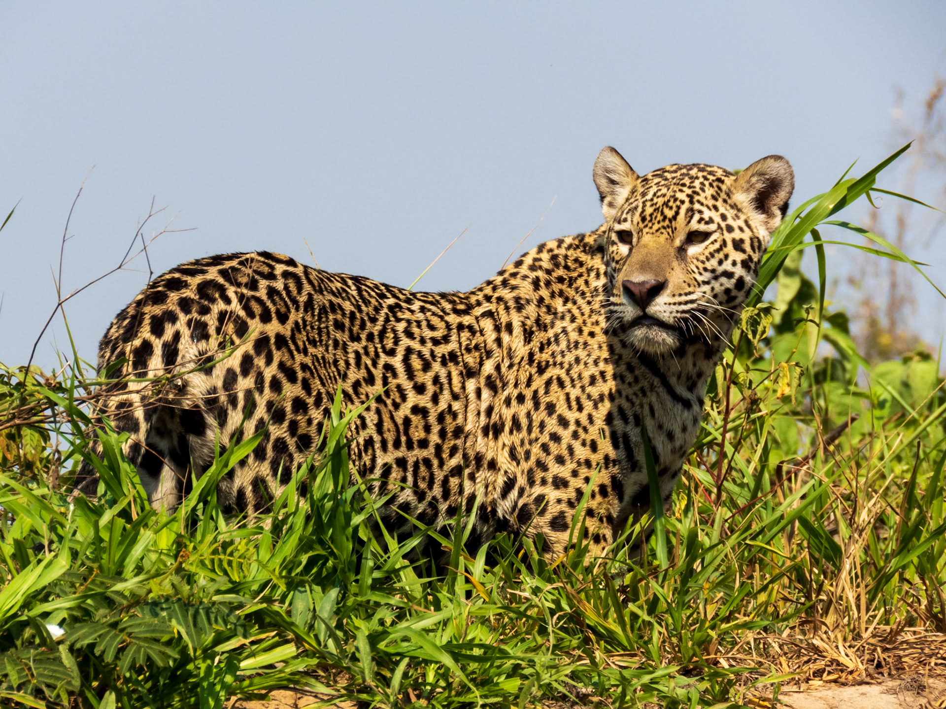Jaguar, Porto Jofre