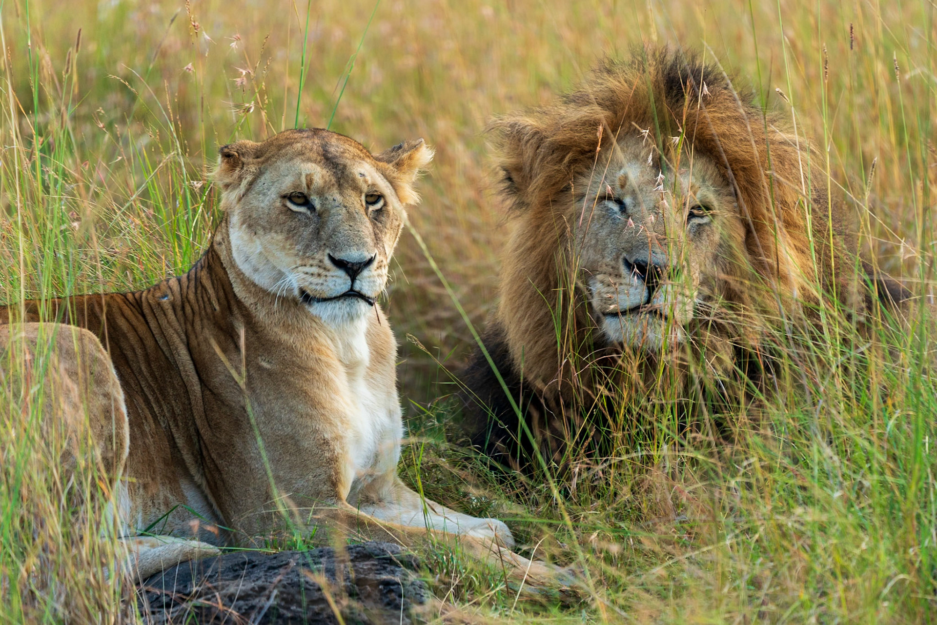 Lion, Melting Bush Camp