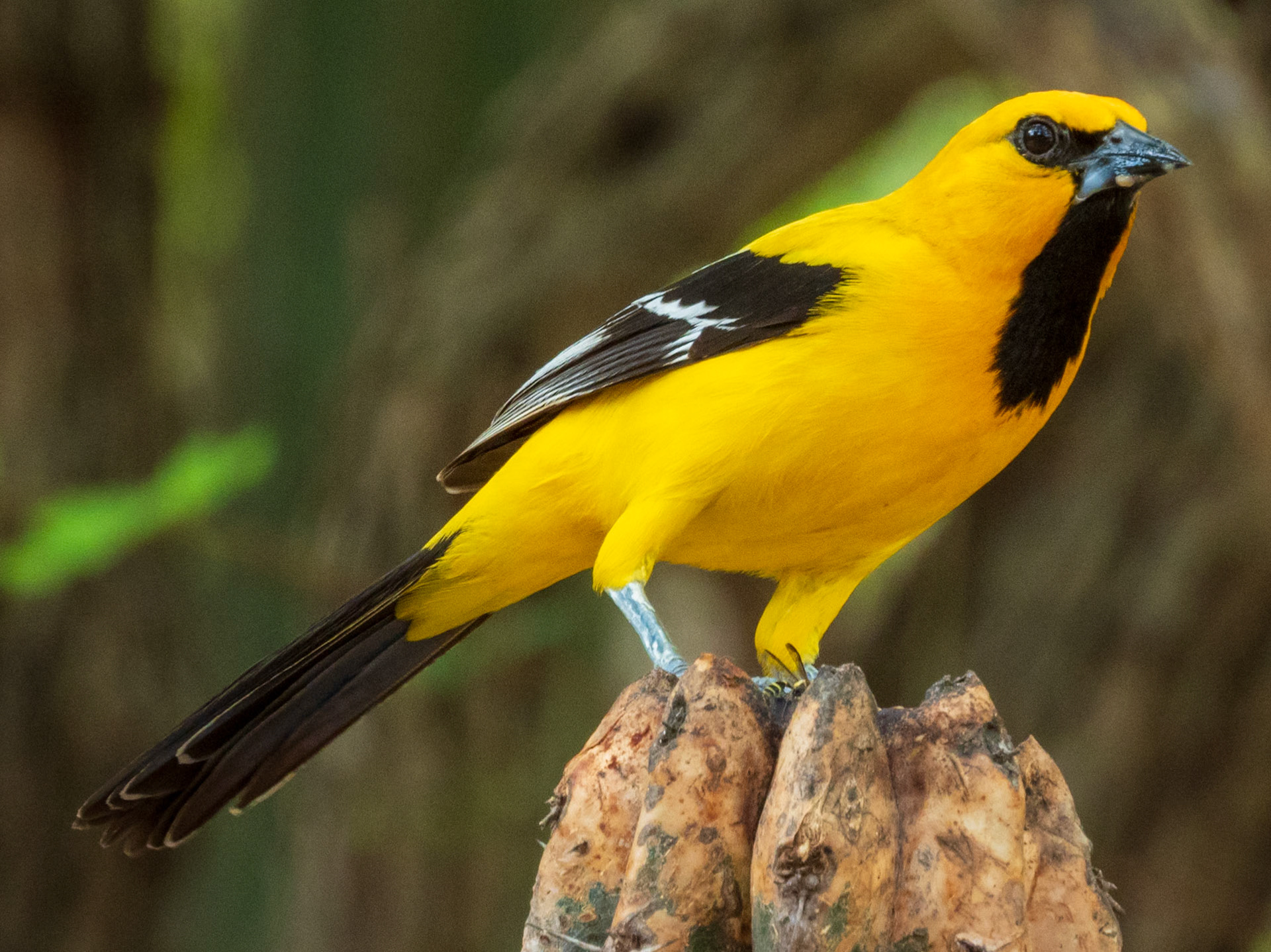 Yellow Oriole, Santuario de Fauna y Flora Los Flamencos