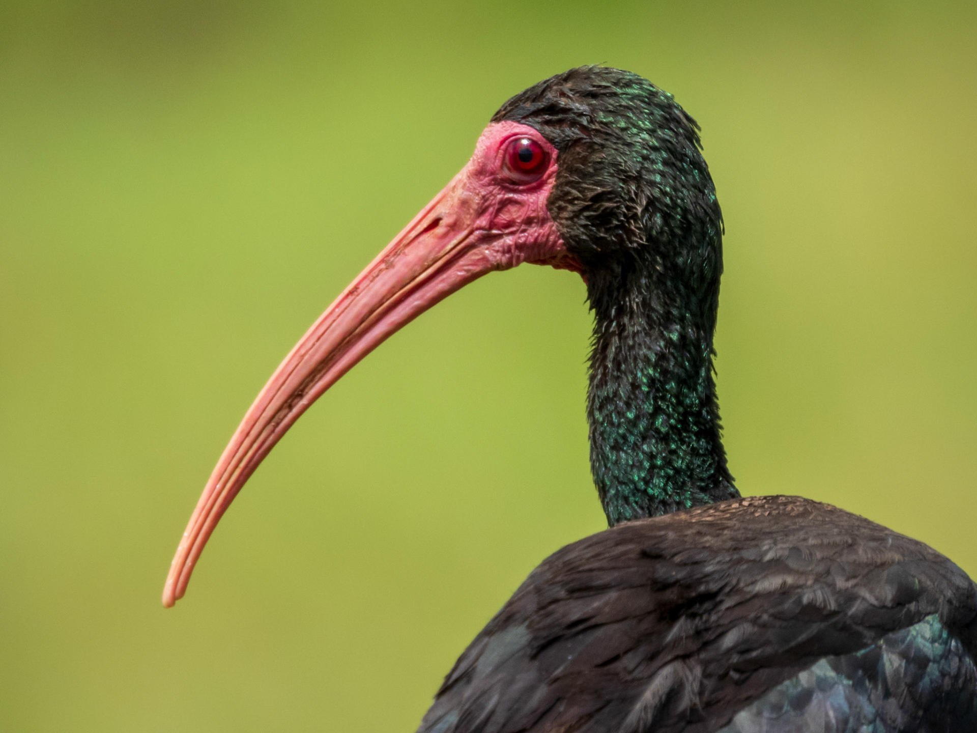 Bare-faced Ibis, El Cedral