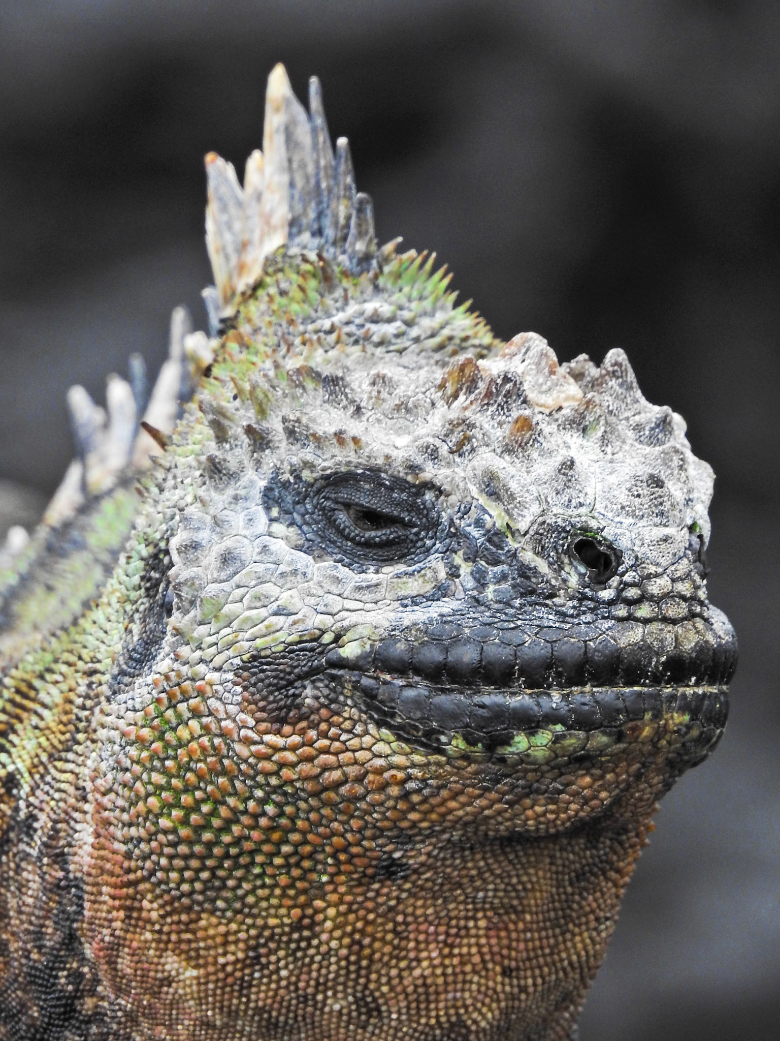 Marine Iguana, Isla Isabela