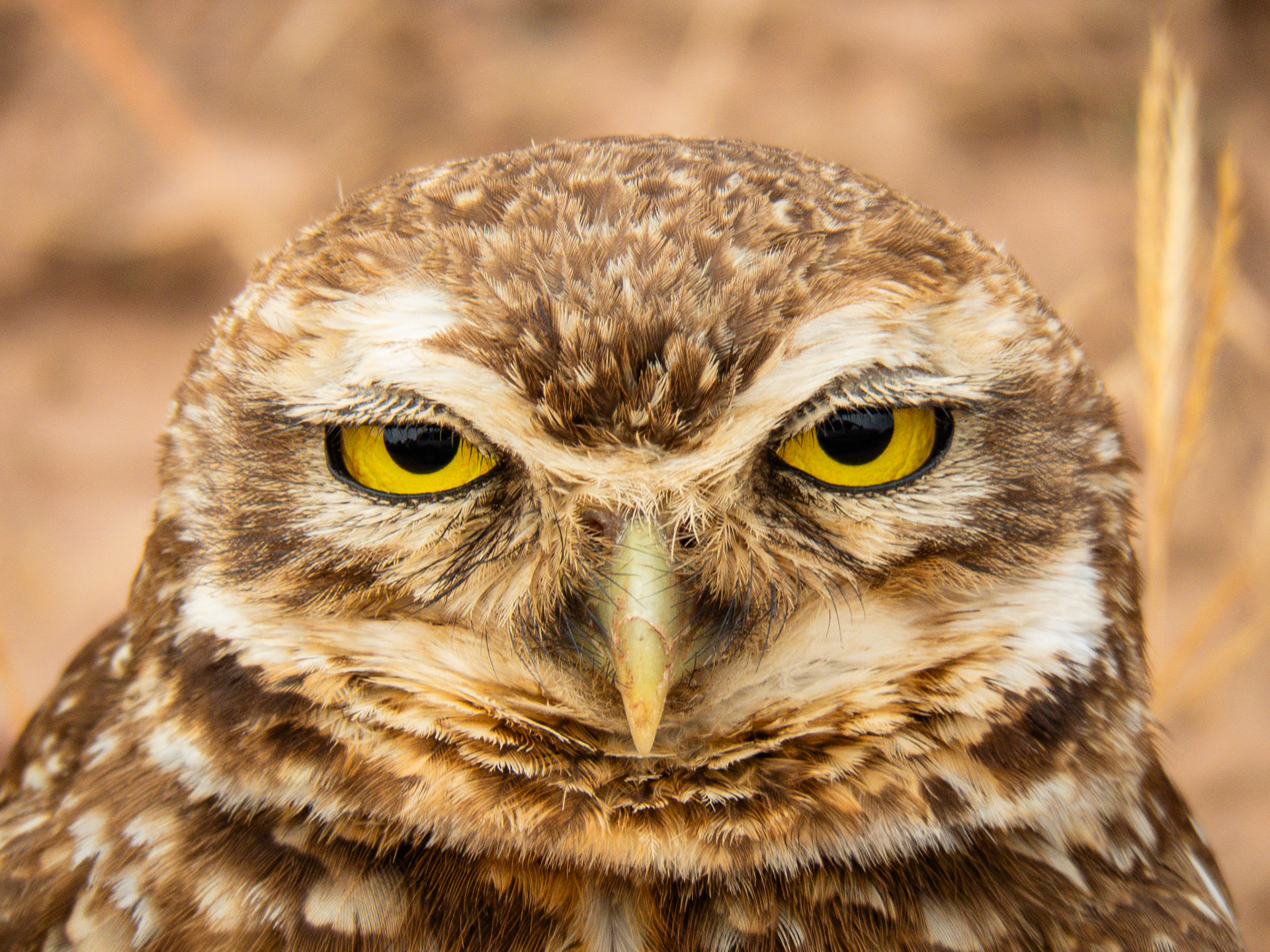 Burrowing Owl, Parque Nacional Chapada dos Guimarães