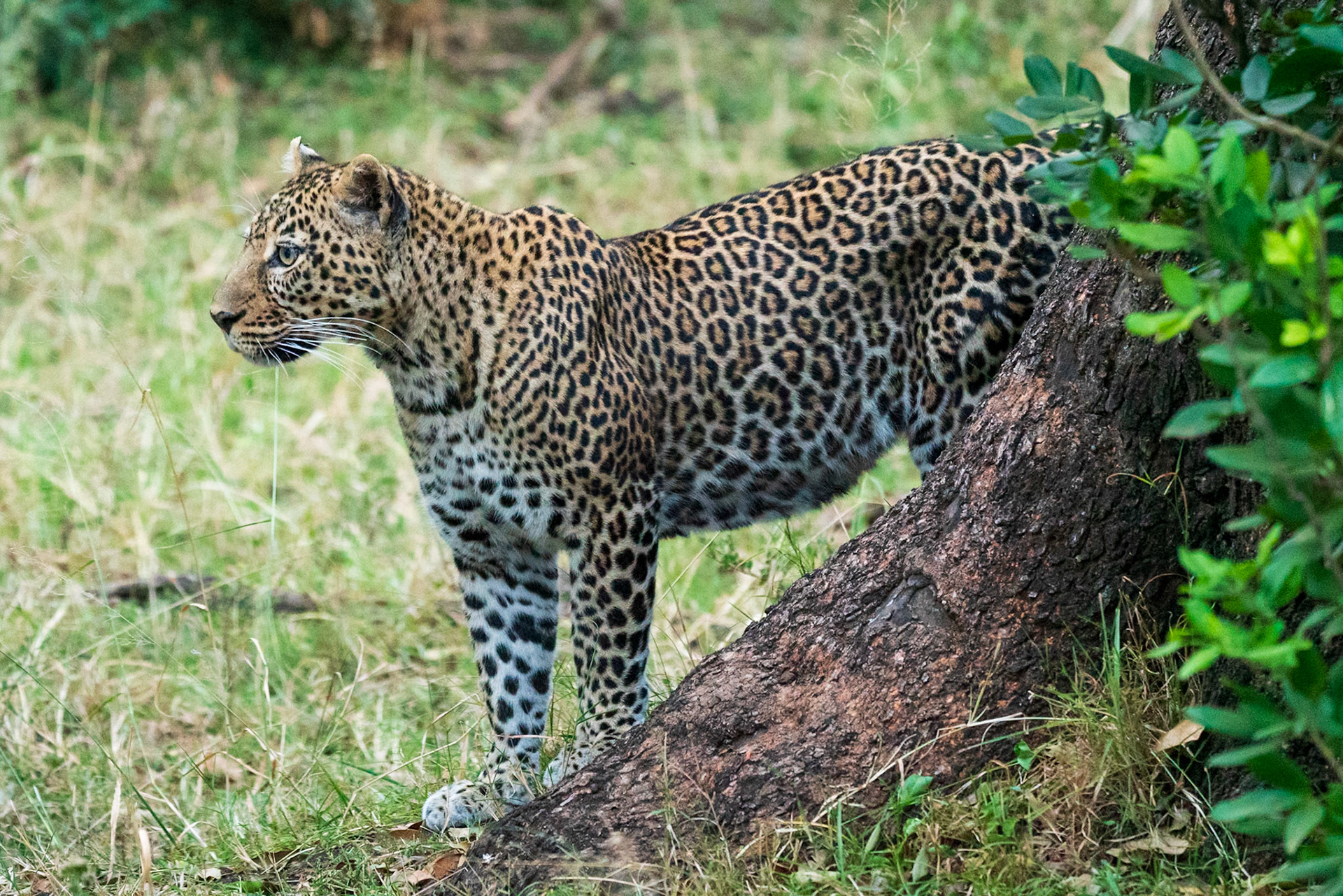 Leopard, Melting Bush Camp