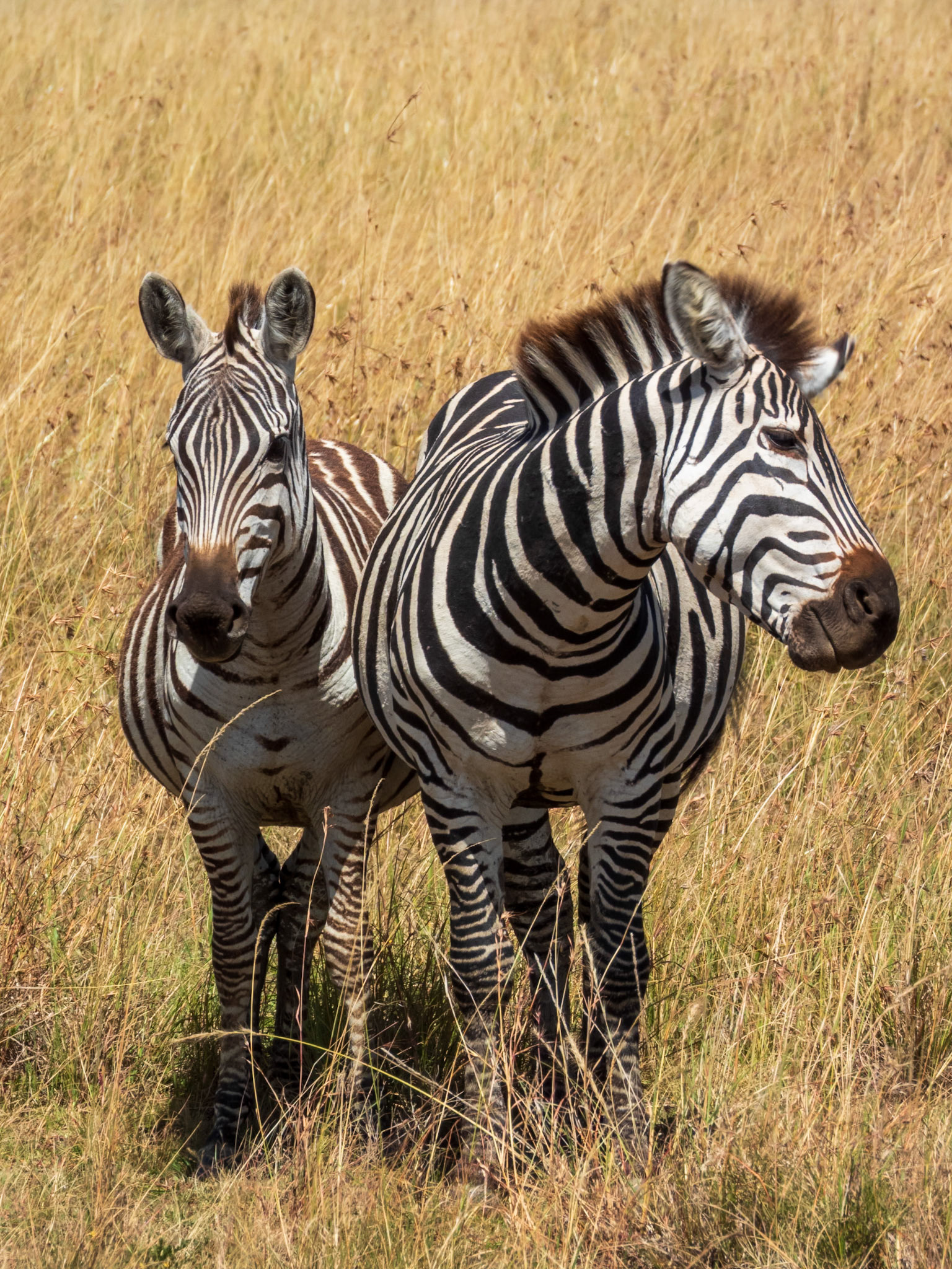 Plains Zebra, Melting Bush Camp