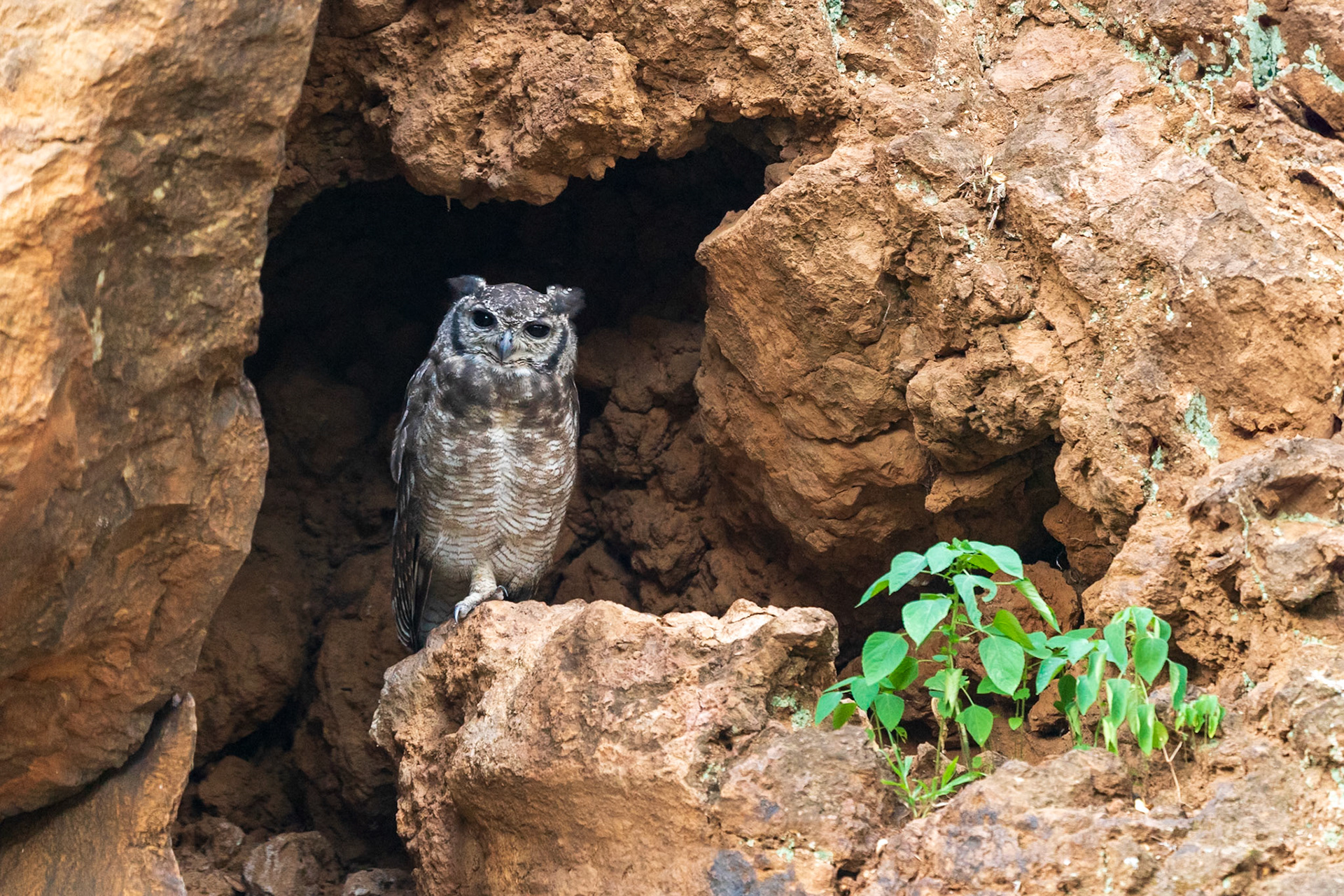 Grayish Eagle-Owl, Tumbili Cliff Lodge
