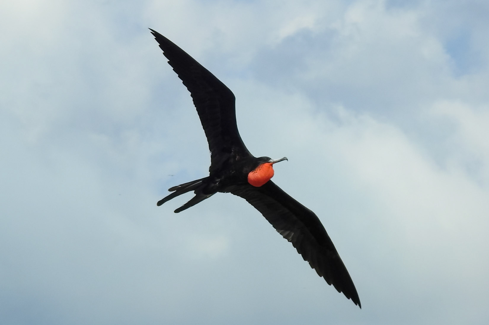 Magnificent Frigatebird, South Water Caye