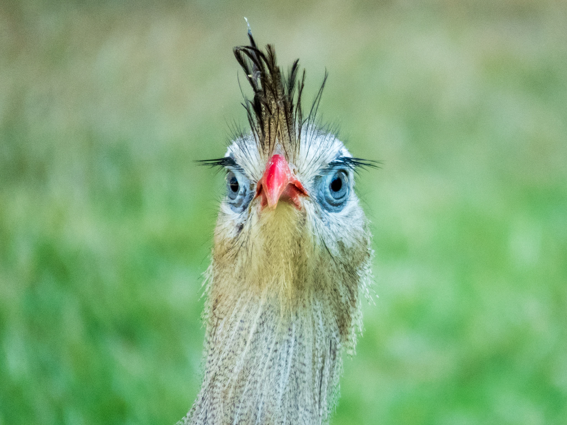 Red-legged Seriema, Pousada Rio Mutum