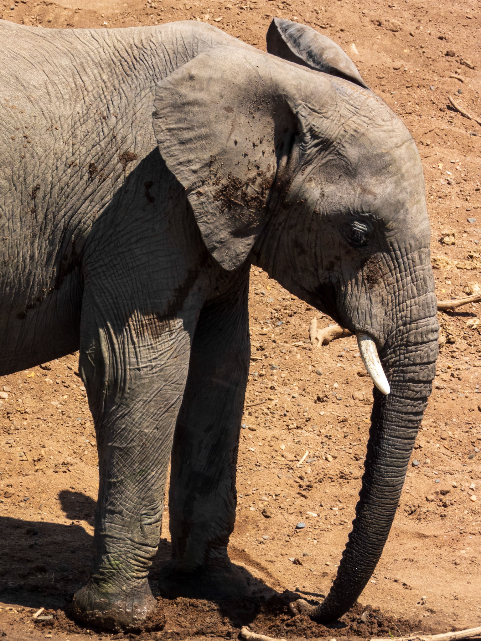 Savanna Elephant, Melting Bush Camp