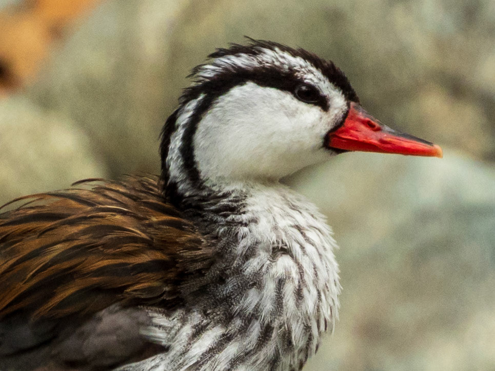 Torrent Duck, Reserva Forestal Natural de Río Guadalajara de Buga
