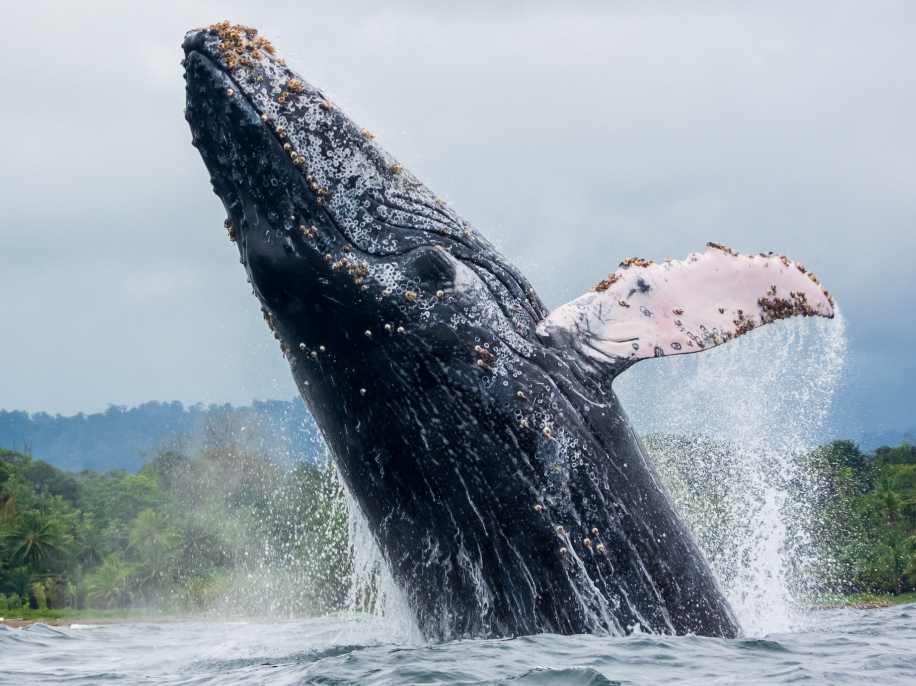 Humpback Whale, Parque Nacional Natural Utría