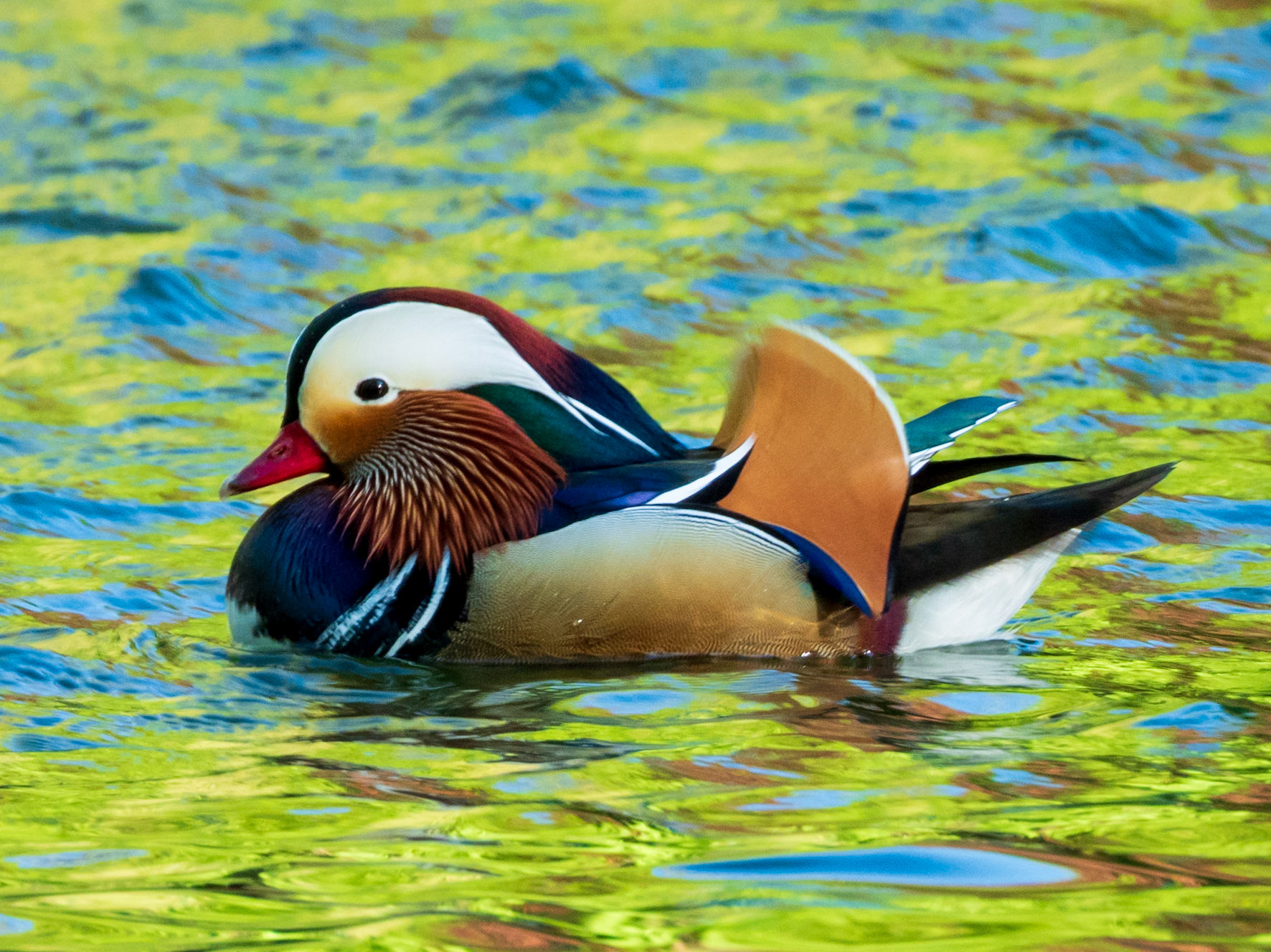 Mandarin Duck, Parc du Château