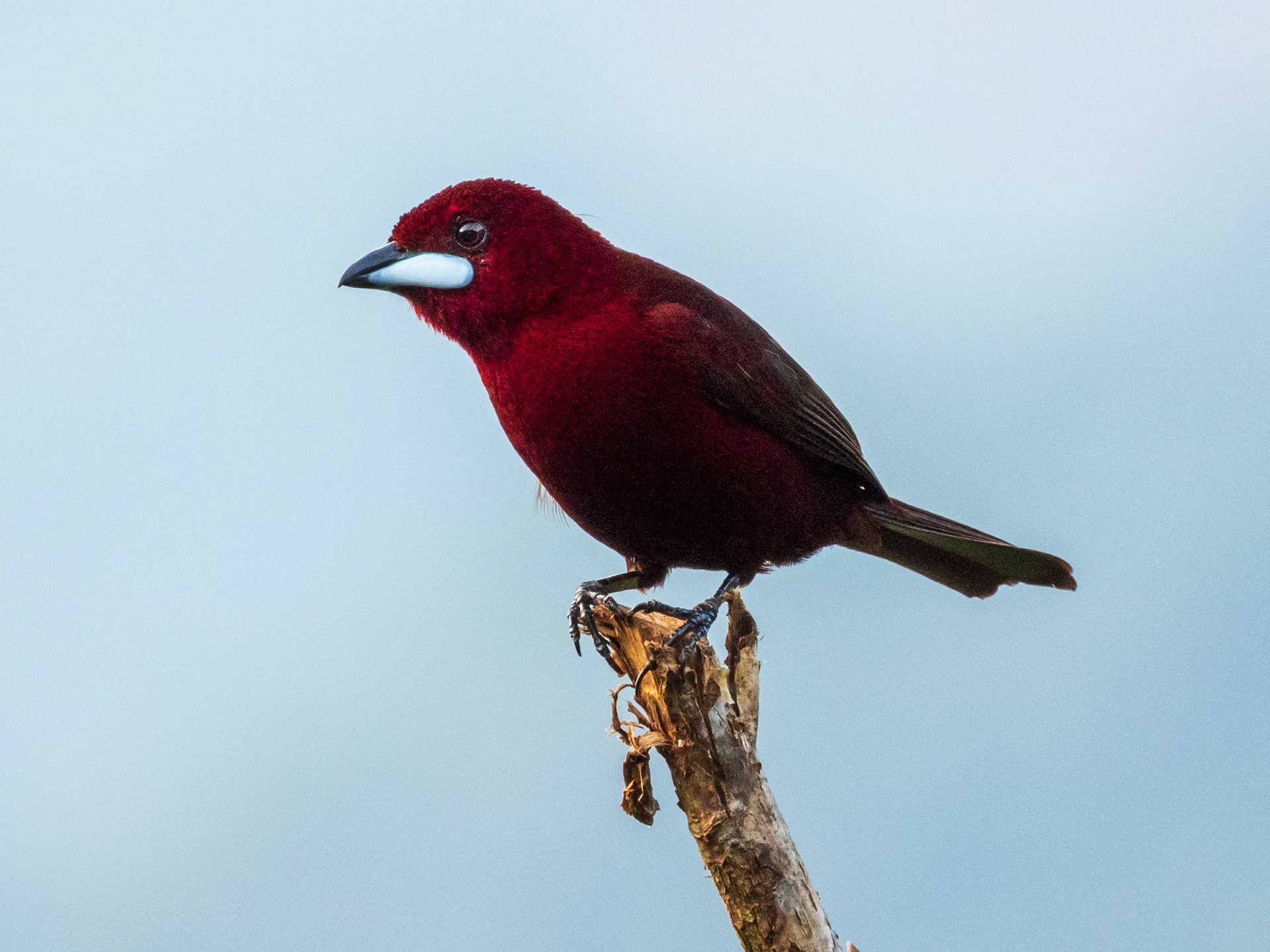 Silver-beaked Tanager, Harpy Eagle Reserve