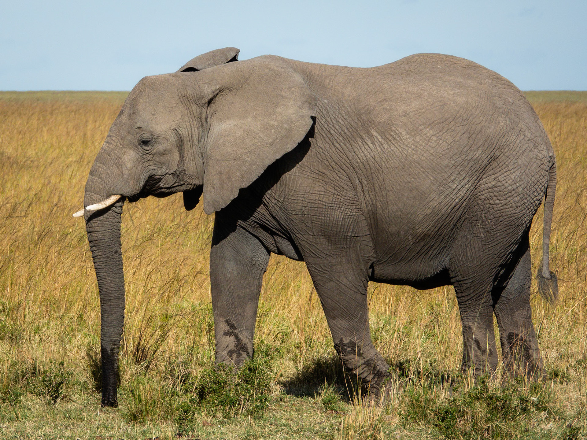 Savanna Elephant, Melting Bush Camp