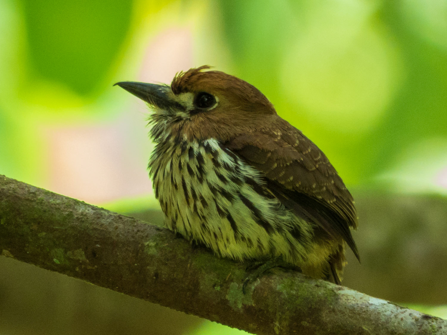 Lanceolated Monklet, Harpy Eagle Reserve