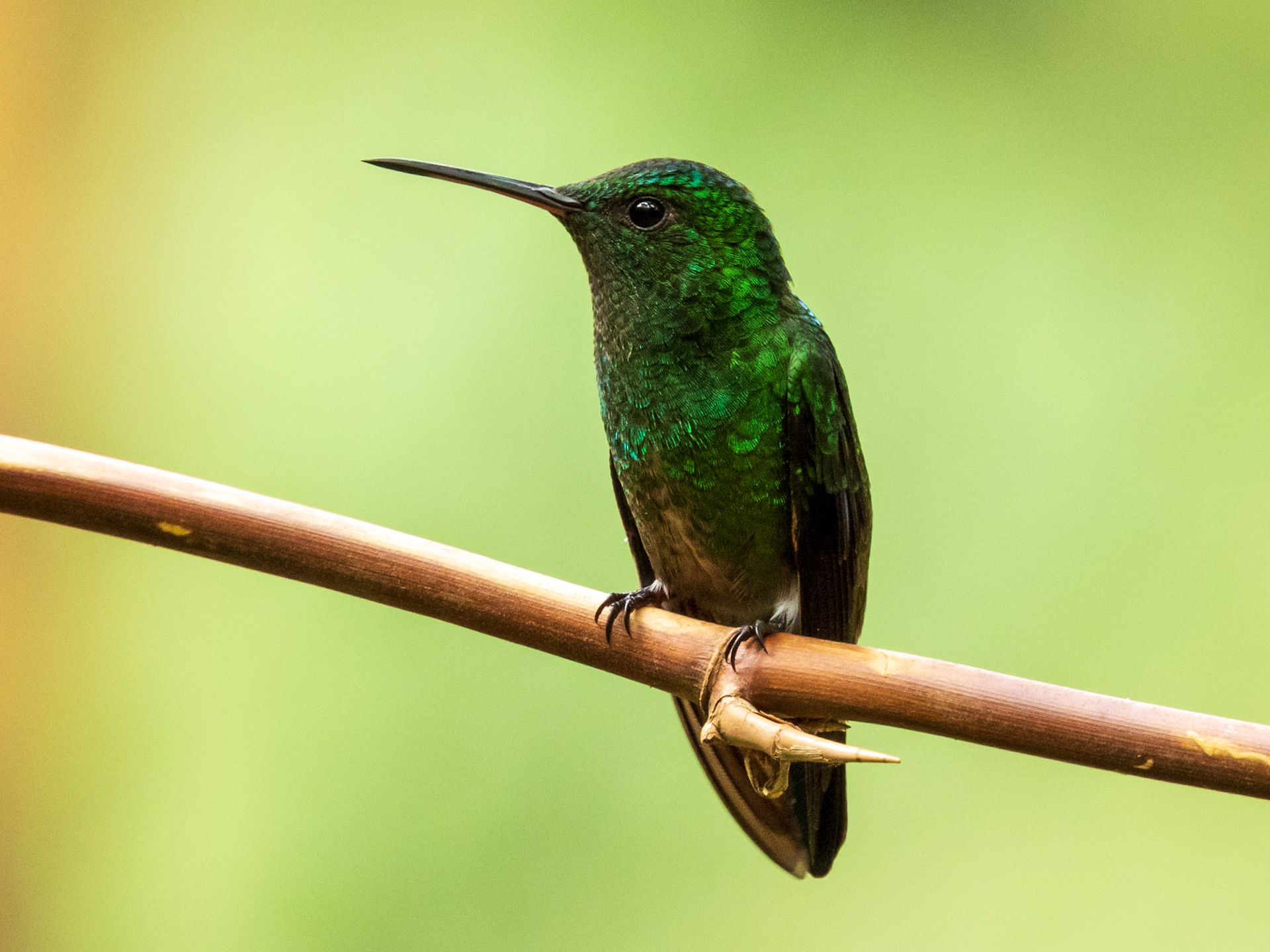 Steely-vented Hummingbird, Demostrativa Don Miguel Reserva Natural
