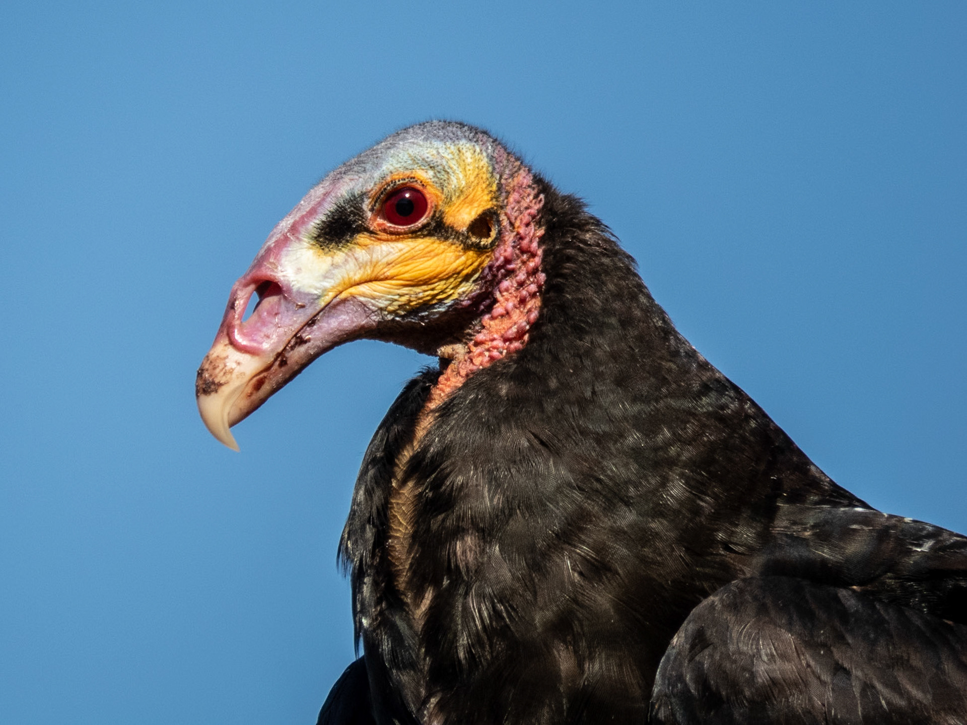 Lesser Yellow-headed Vulture, Baía das Pedras