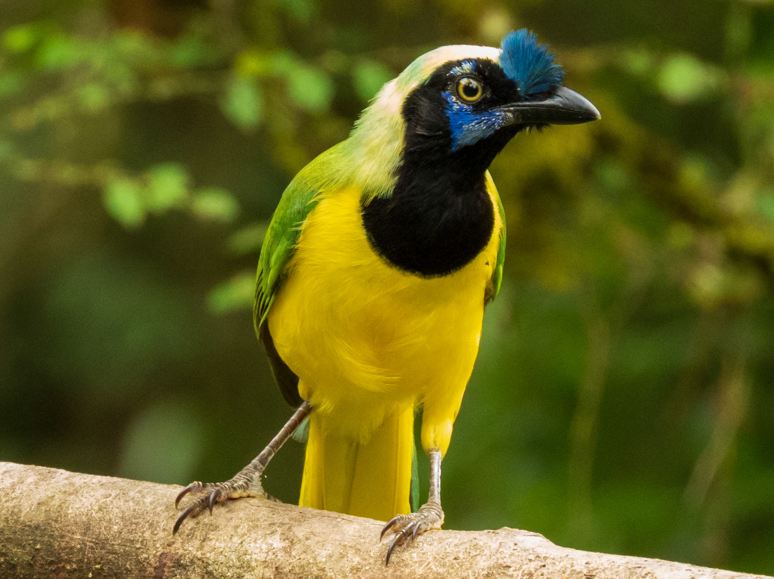 Green Jay, Reserva Forestal Natural de Río Guadalajara de Buga