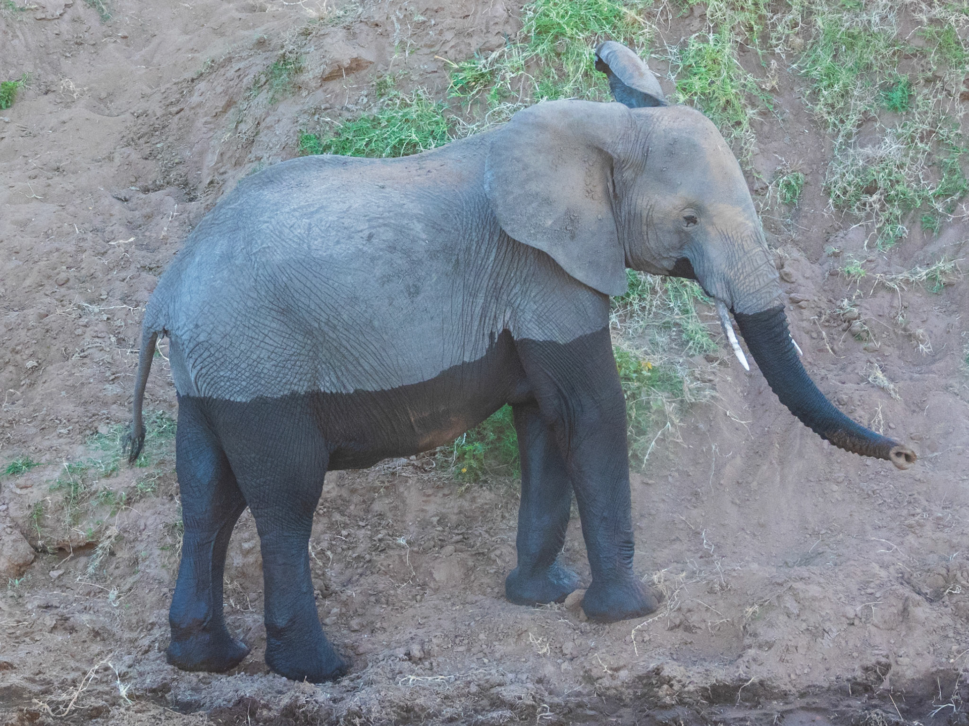 Savanna Elephant, Melting Bush Camp