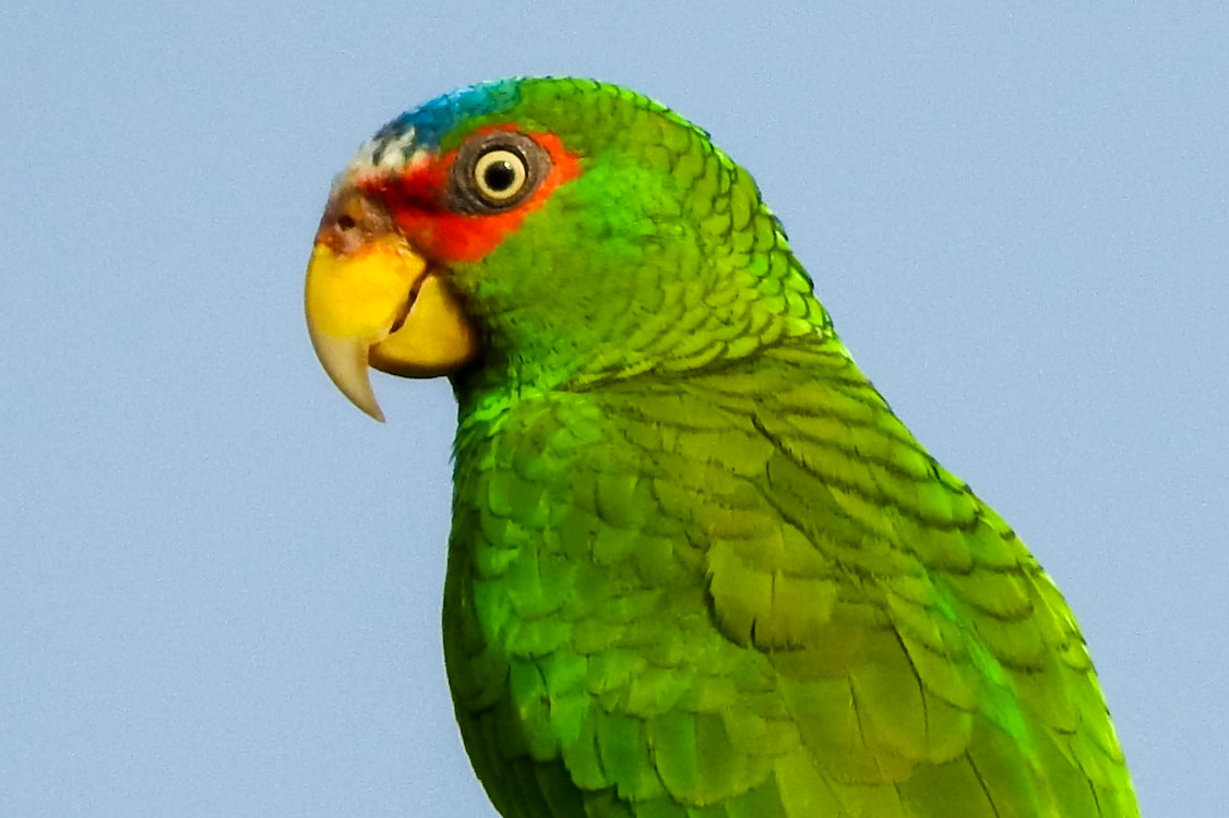 White-fronted Amazon, Hill Bank Field Station