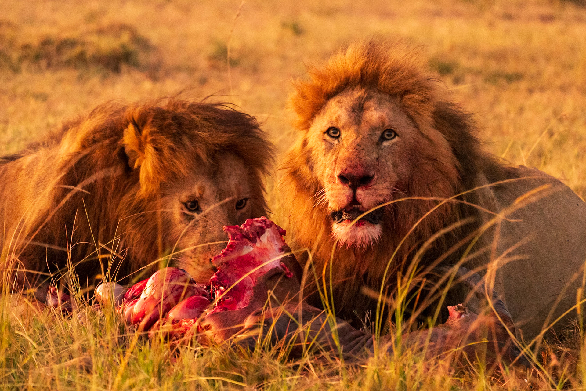 Lion, Melting Bush Camp