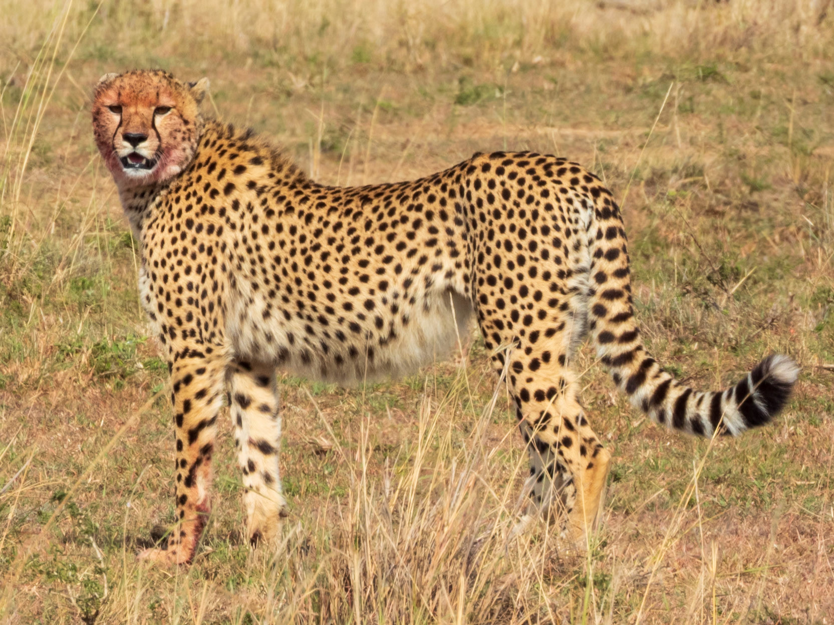 Cheetah, Melting Bush Camp