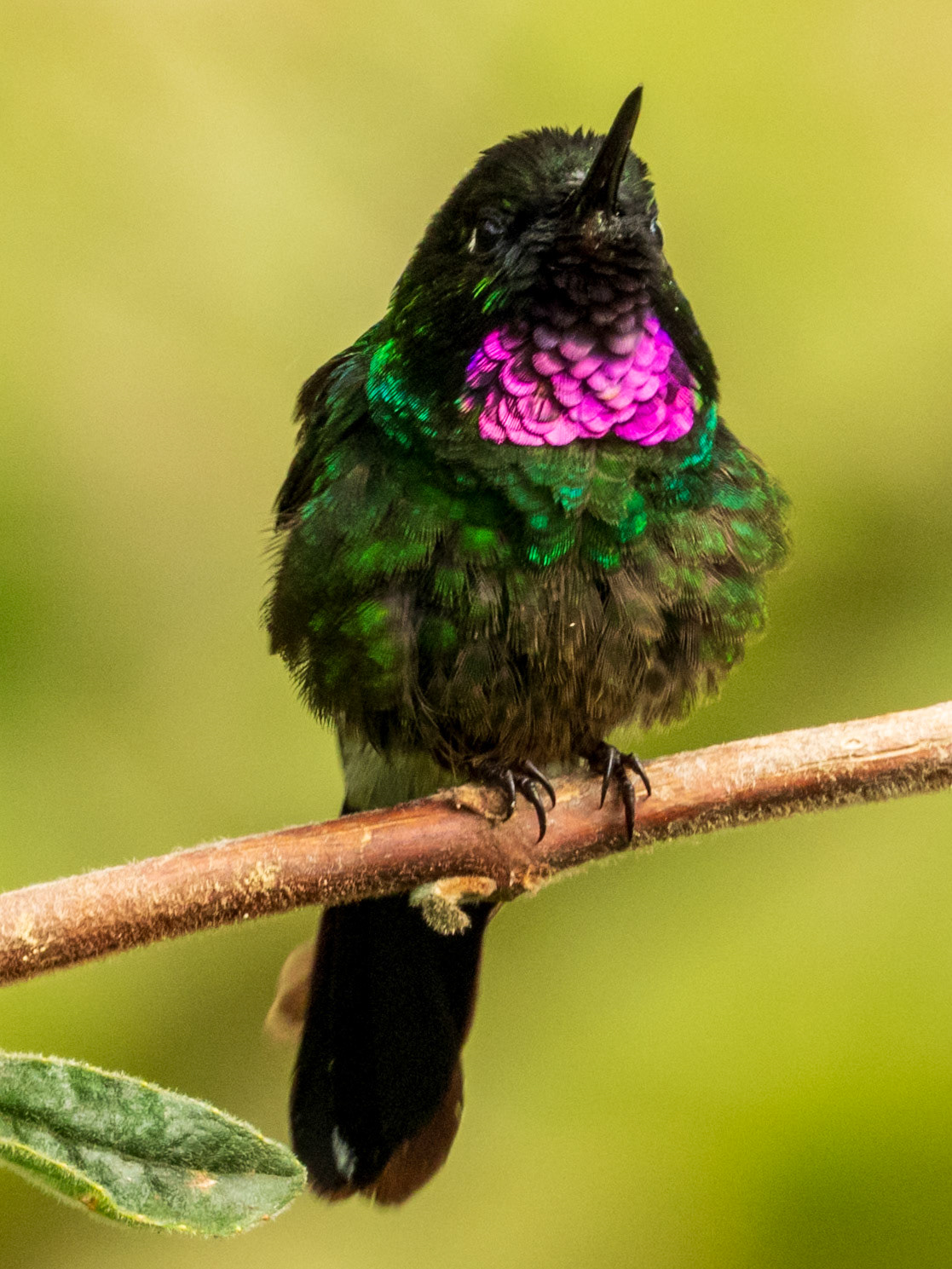 Tourmaline Sunangel, Finca la Tribuna