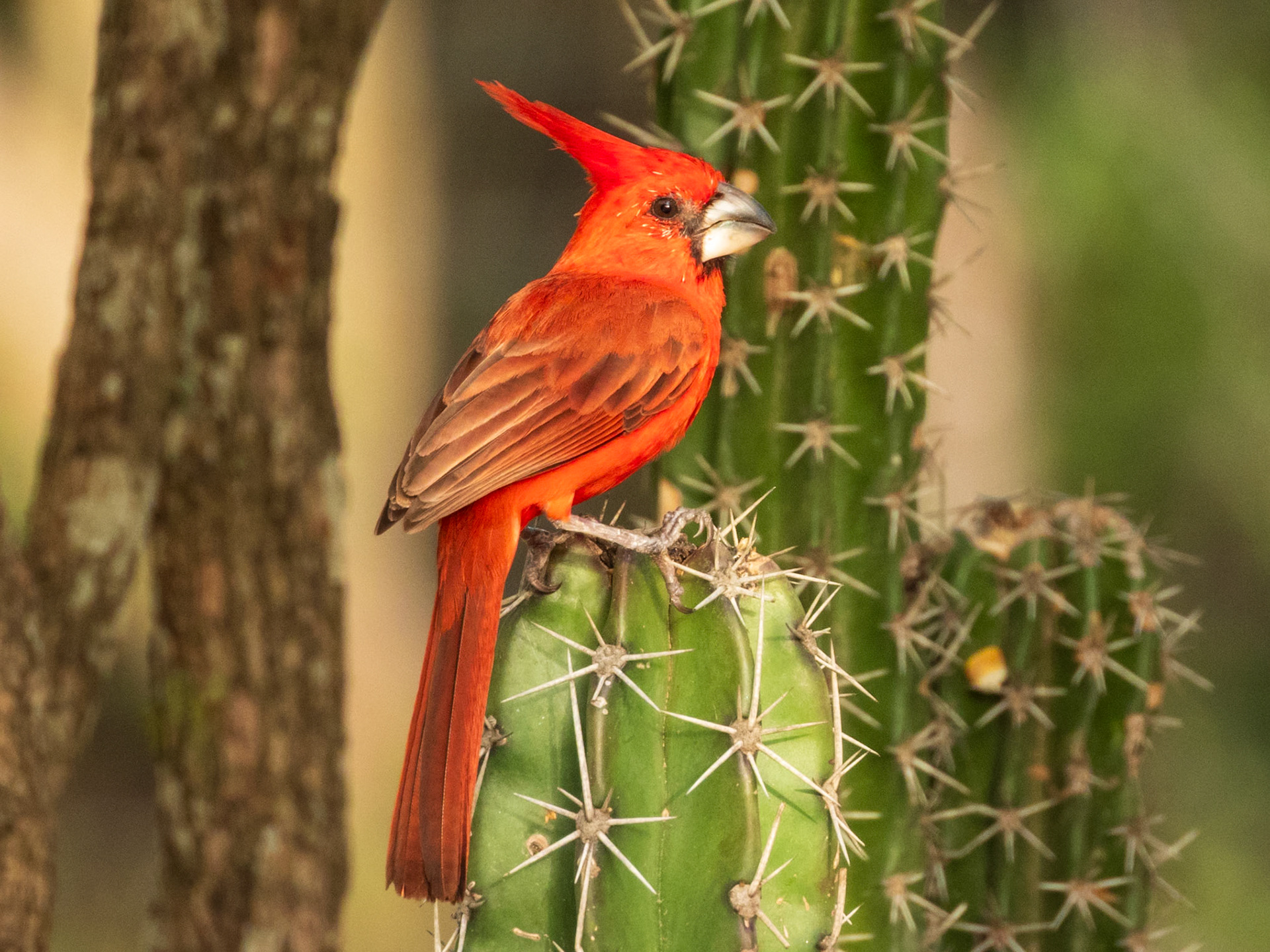 Vermilion Cardinal, Santuario de Fauna y Flora Los Flamencos