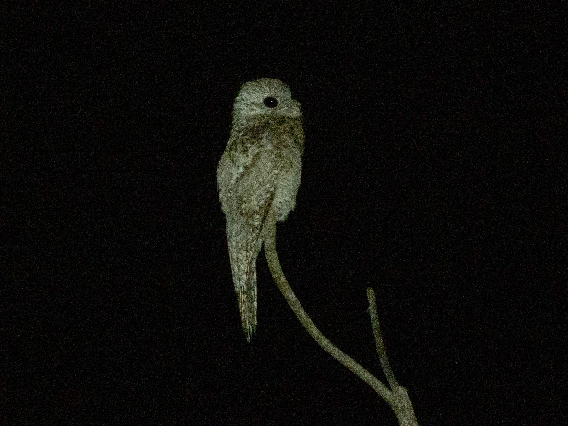 Great Potoo, Hato Mata de Palma