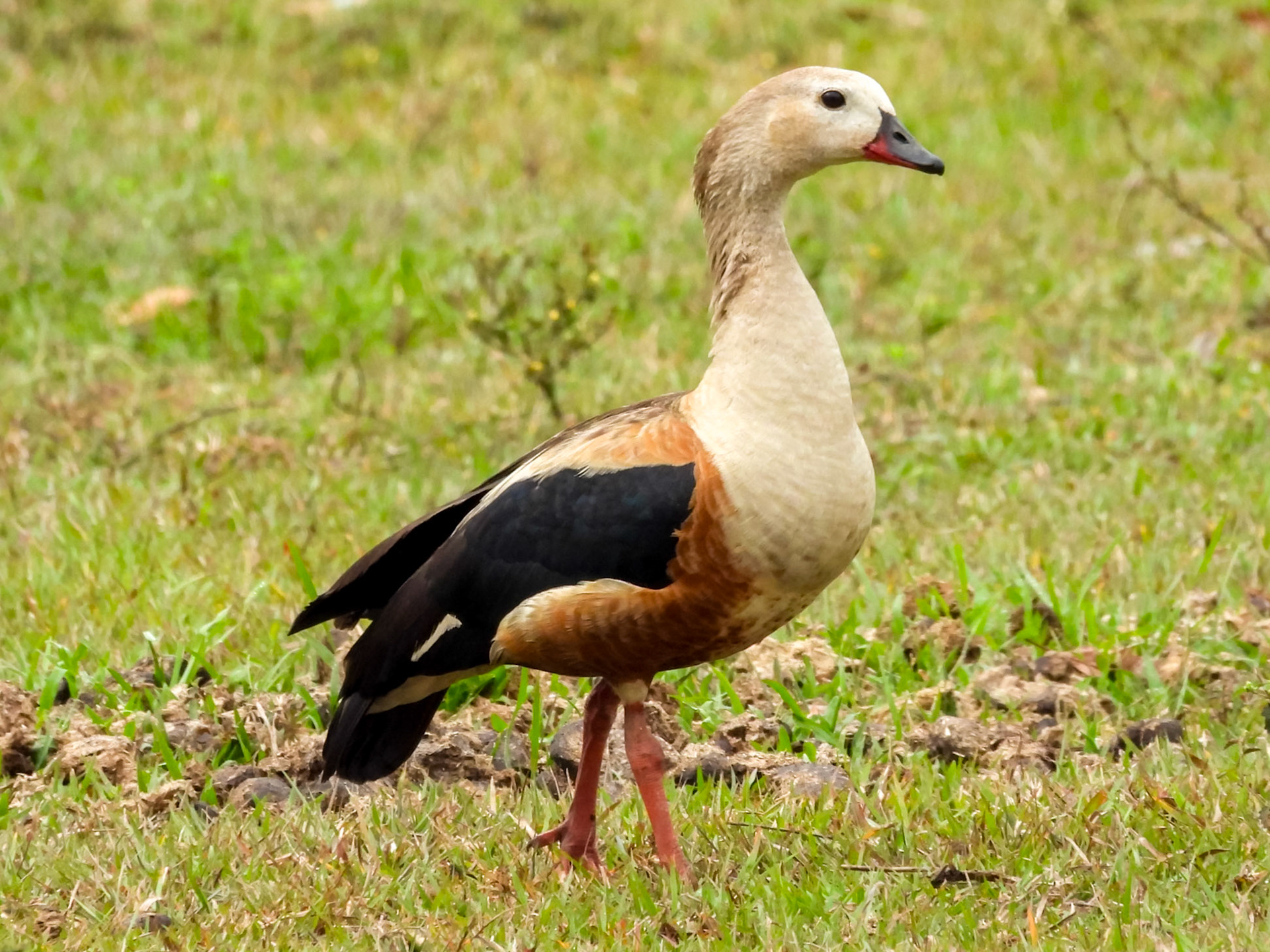 Orinoco Goose, Hato Mata de Palma