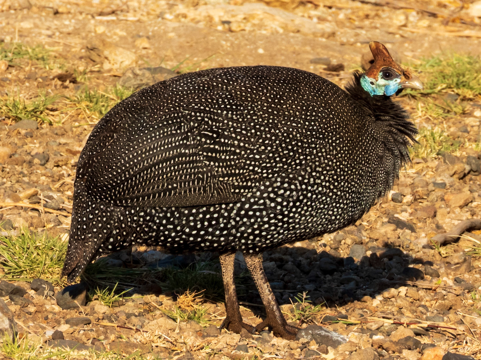 Helmeted Guineafowl, Samburu Simba Lodge