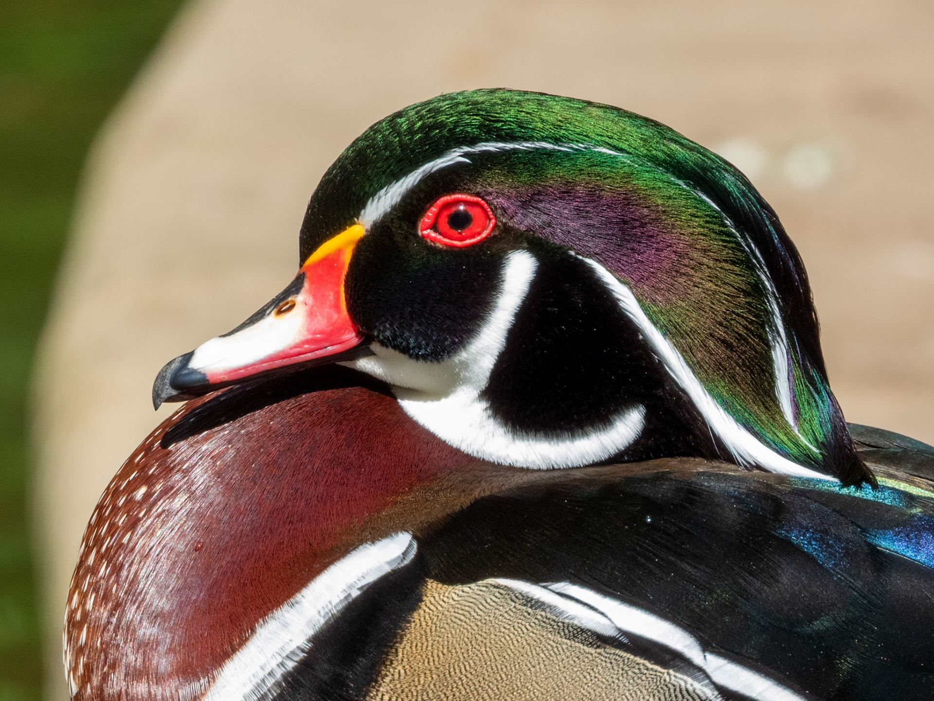 Wood Duck, Parc du Château