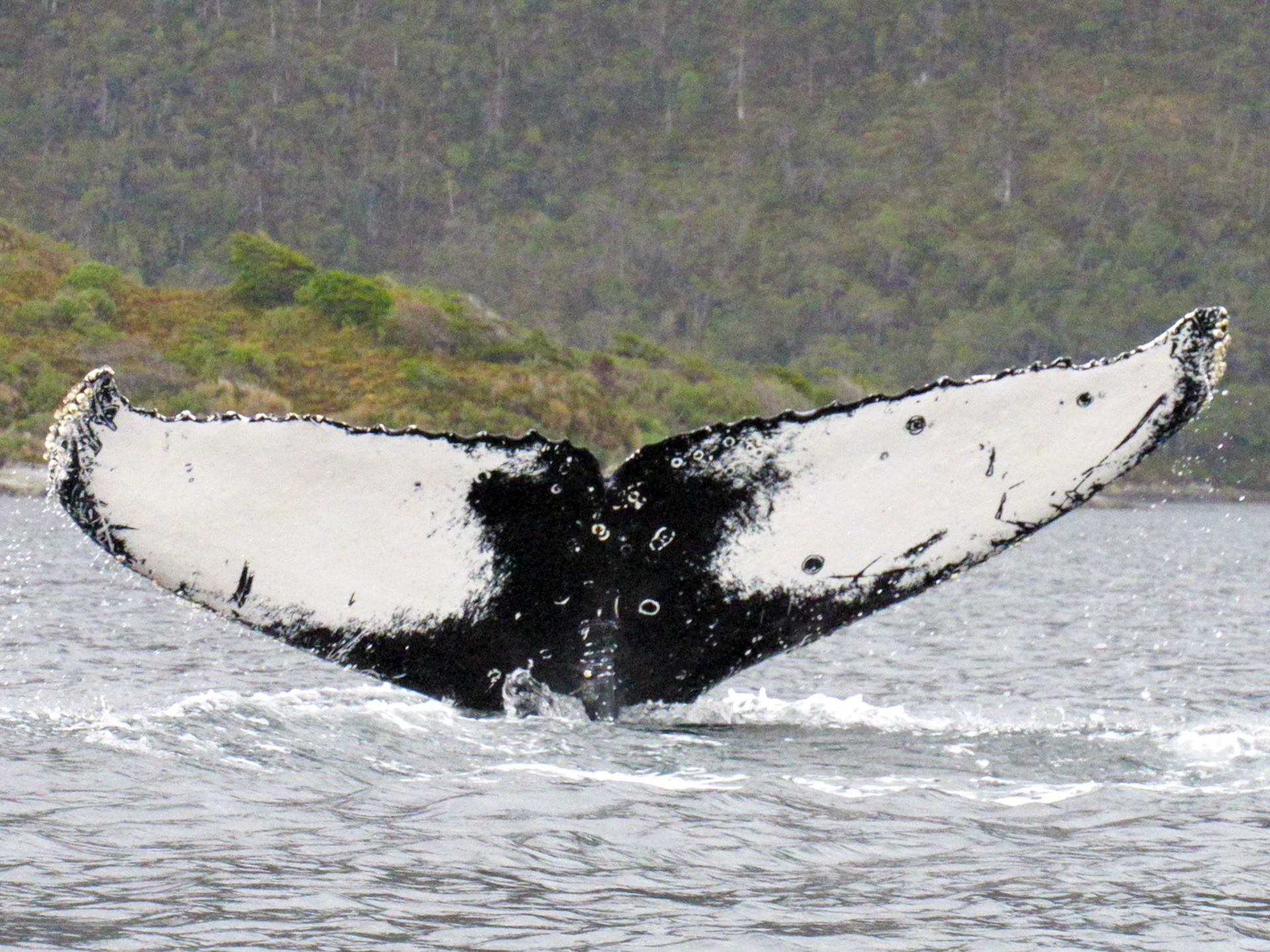 Humpback Whale, Estrecho de Magallanes