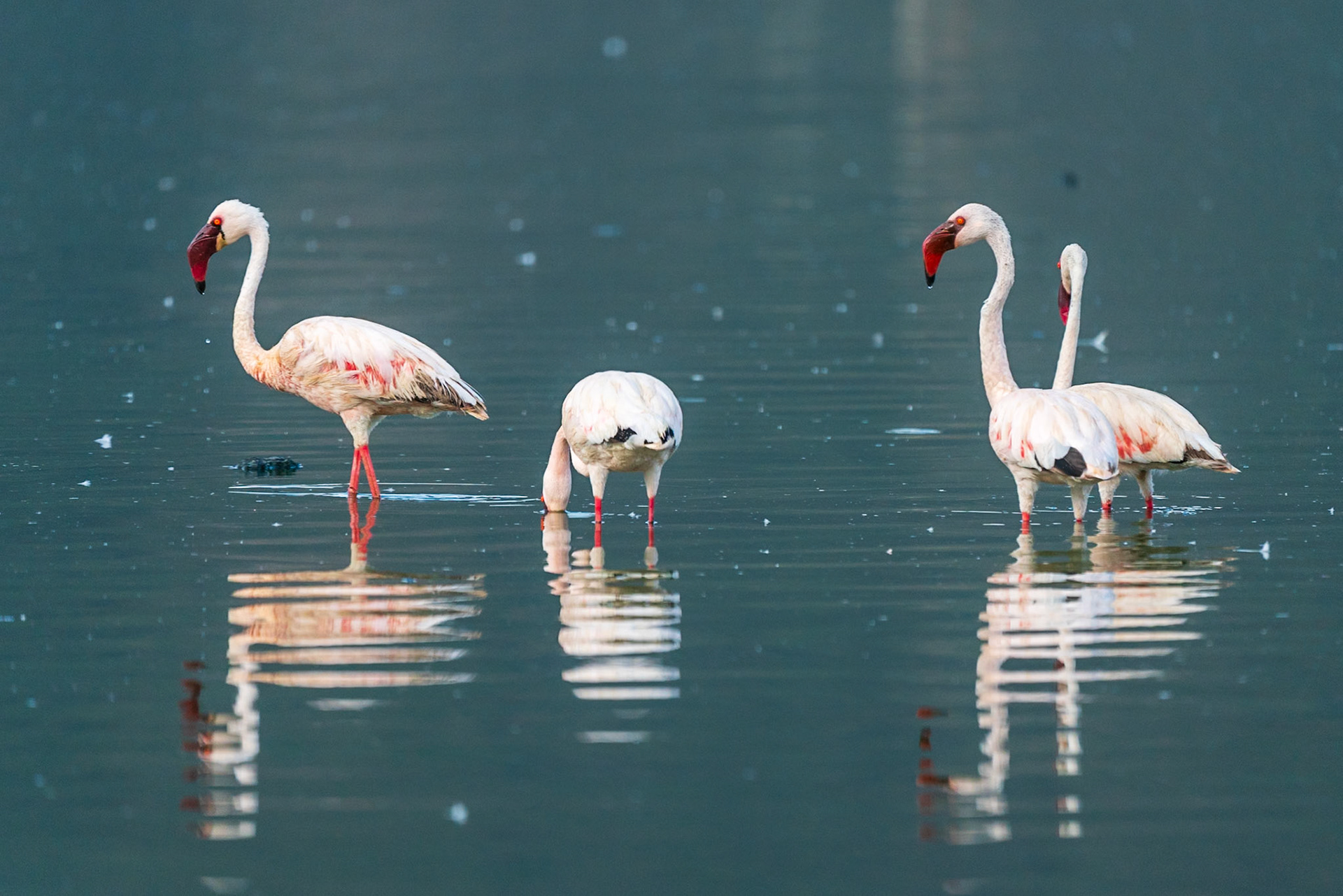 Lesser Flamingo, Tumbili Cliff Lodge
