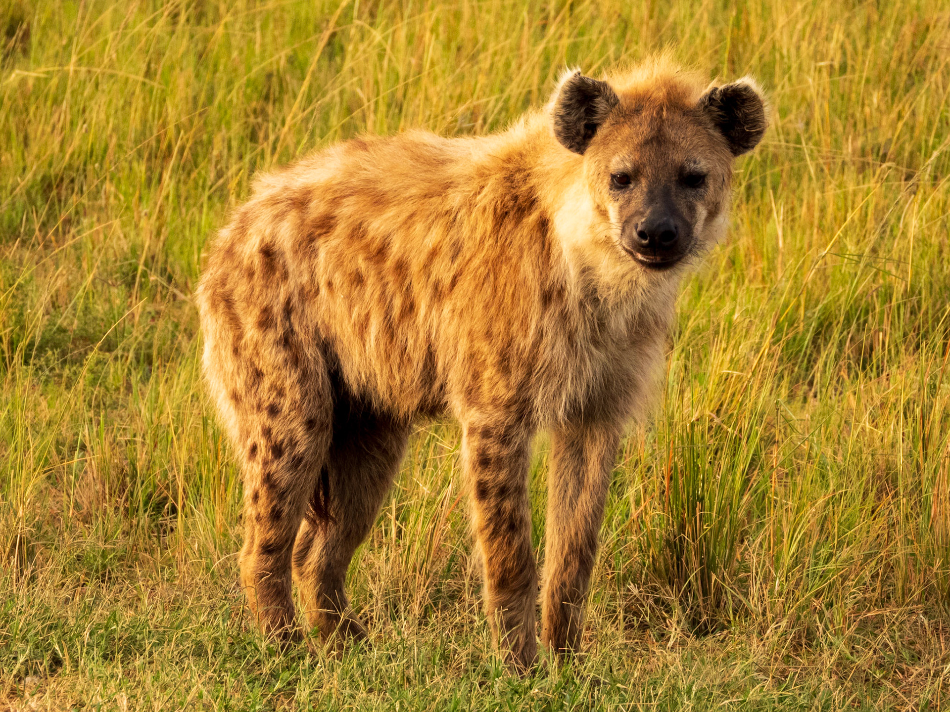 Spotted Hyena, Melting Bush Camp