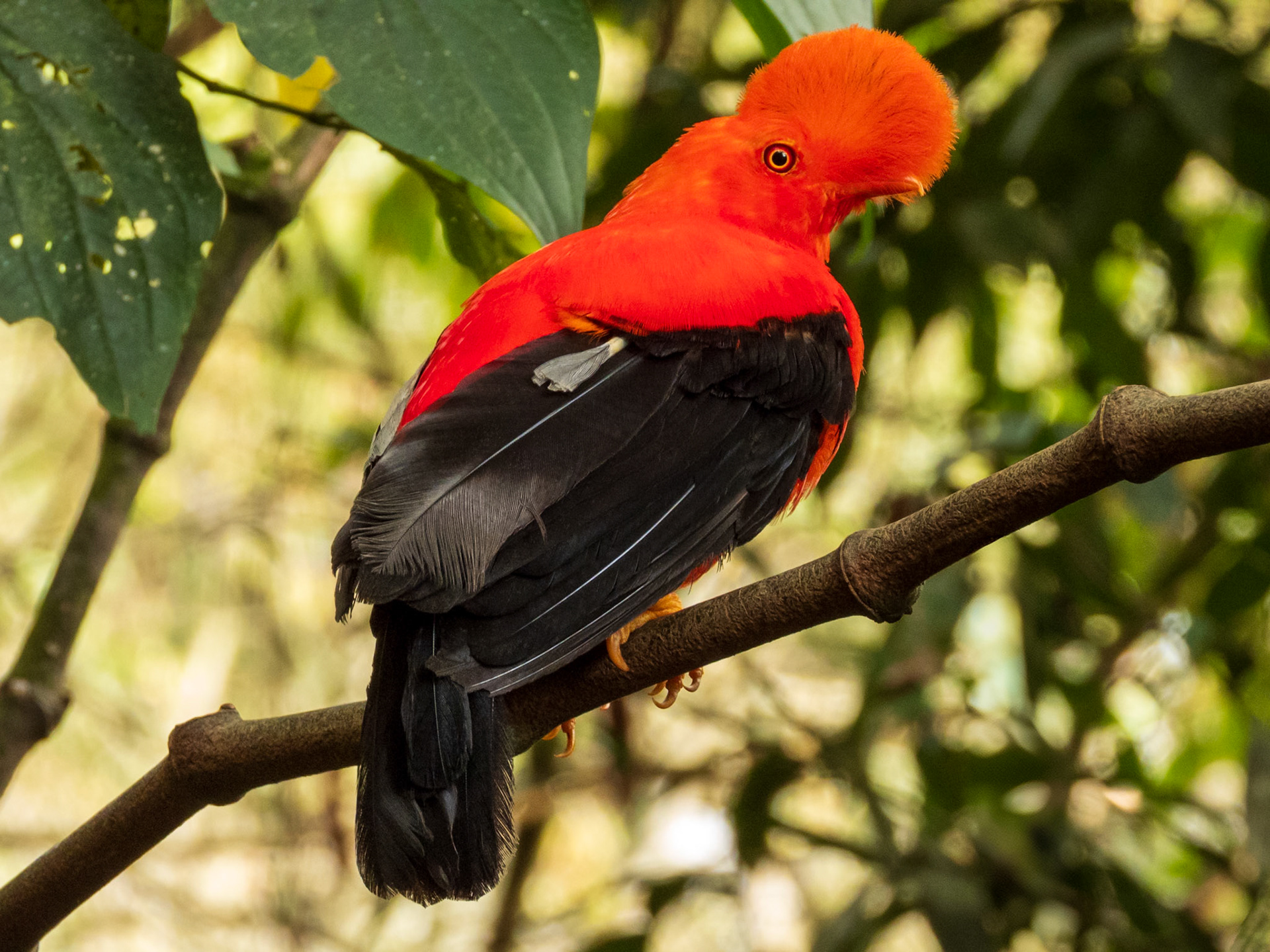 Andean Cock-of-the-rock, Jardín Cock-of-the-Rock lek