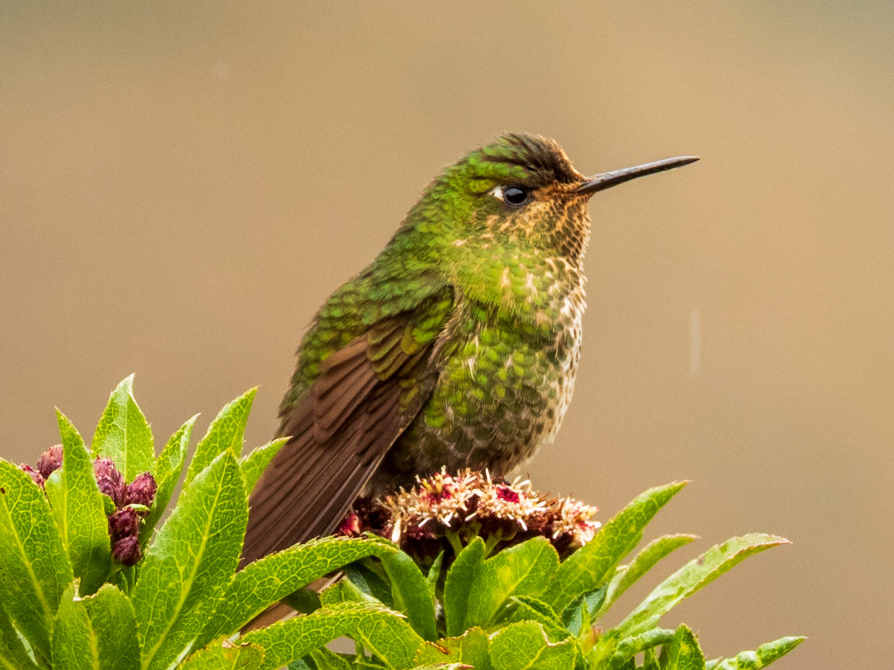 Viridian Metaltail, El Sifón