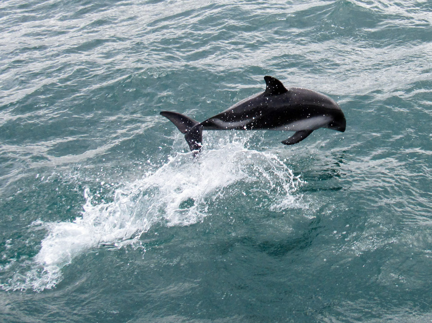 Peale's Dolphin, Estrecho de Magallanes