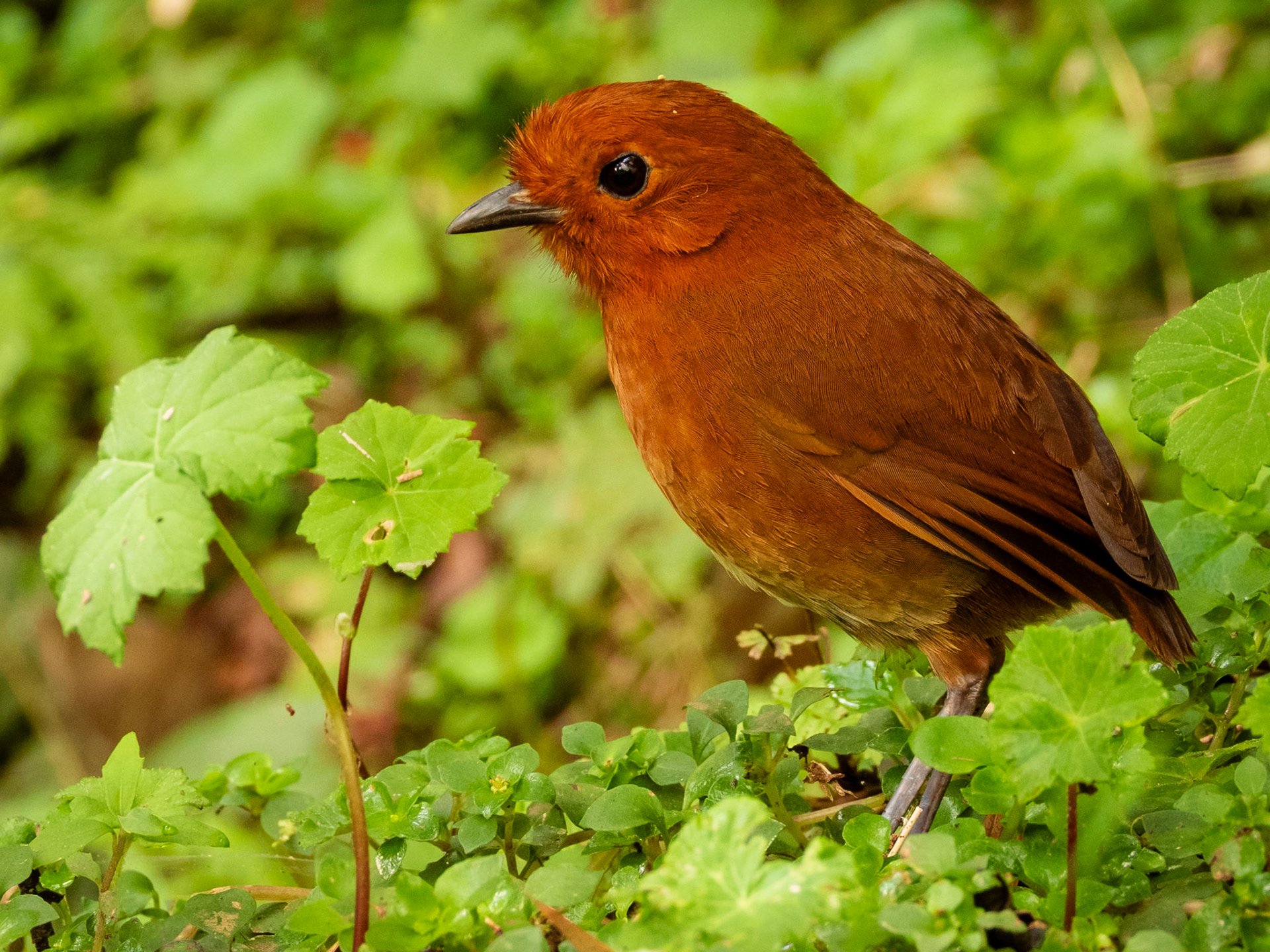 Chami Antpitta, Reserva Mirador El Roble