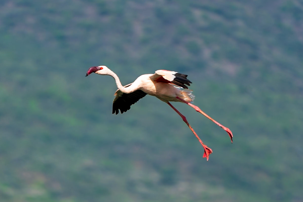 Lesser Flamingo, Tumbili Cliff Lodge