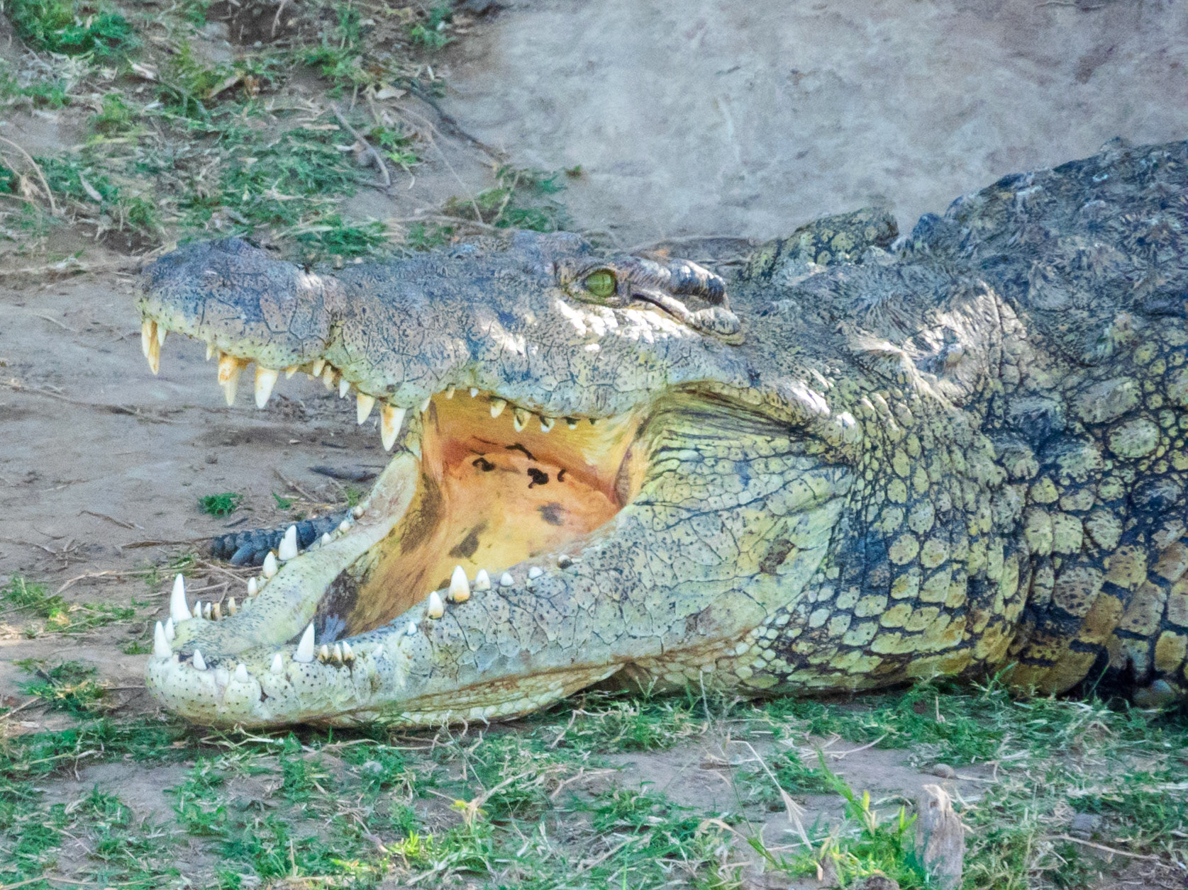 Nile Crocodile, Melting Bush Camp