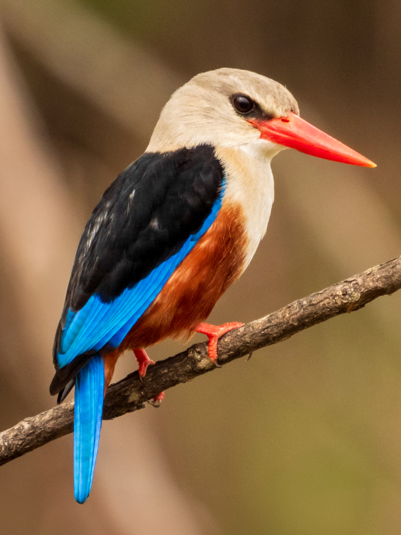 Gray-headed Kingfisher, Melting Bush Camp