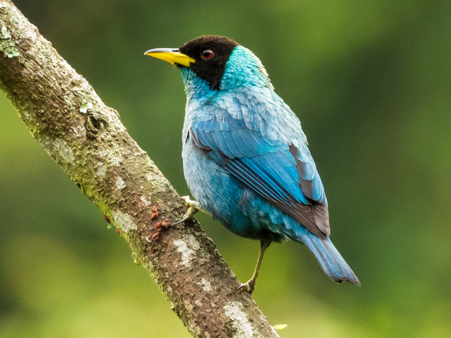Green Honeycreeper, Demostrativa Don Miguel Reserva Natural