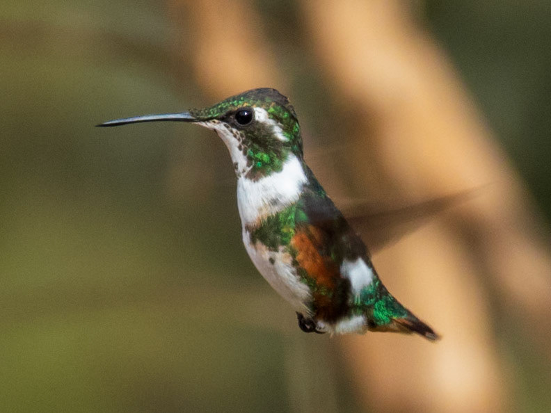 White-bellied Woodstar, Casa de los Colibríes