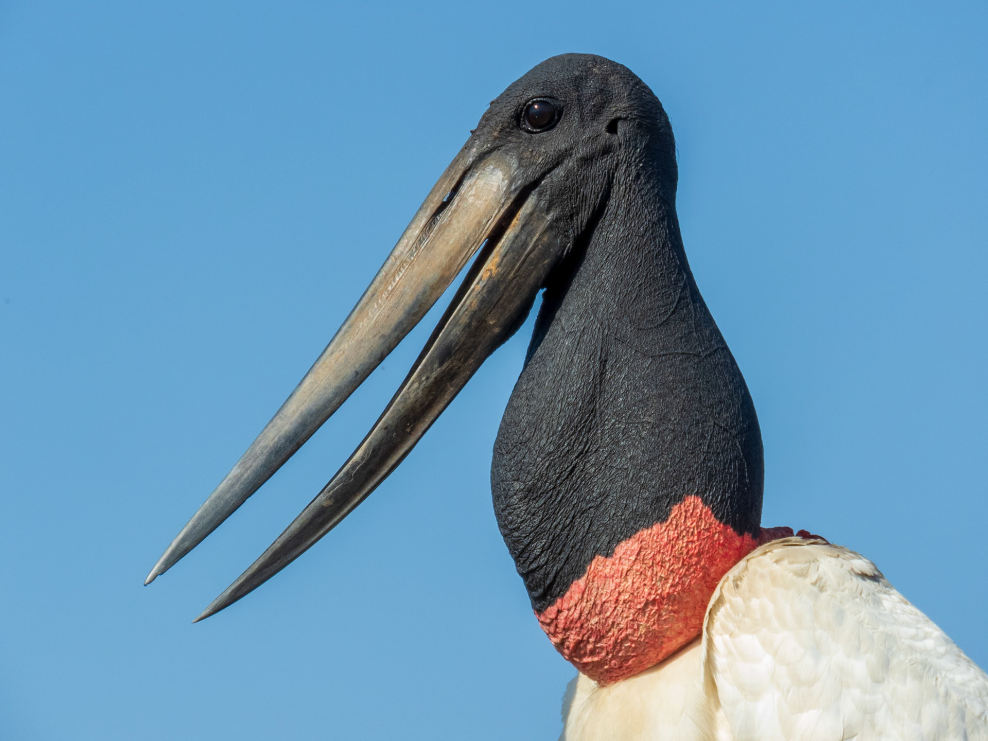Jabiru, Fazenda Dois Corações
